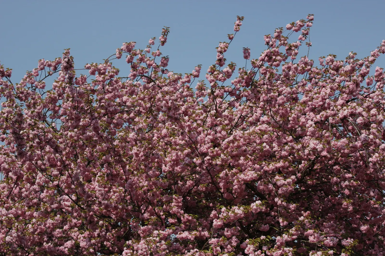 Japanese Flowering Cherry (Prunus Serrulata) — It boasts a round canopy of dark green leaves and prolific cherry blossoms ranging from white to, image 123
