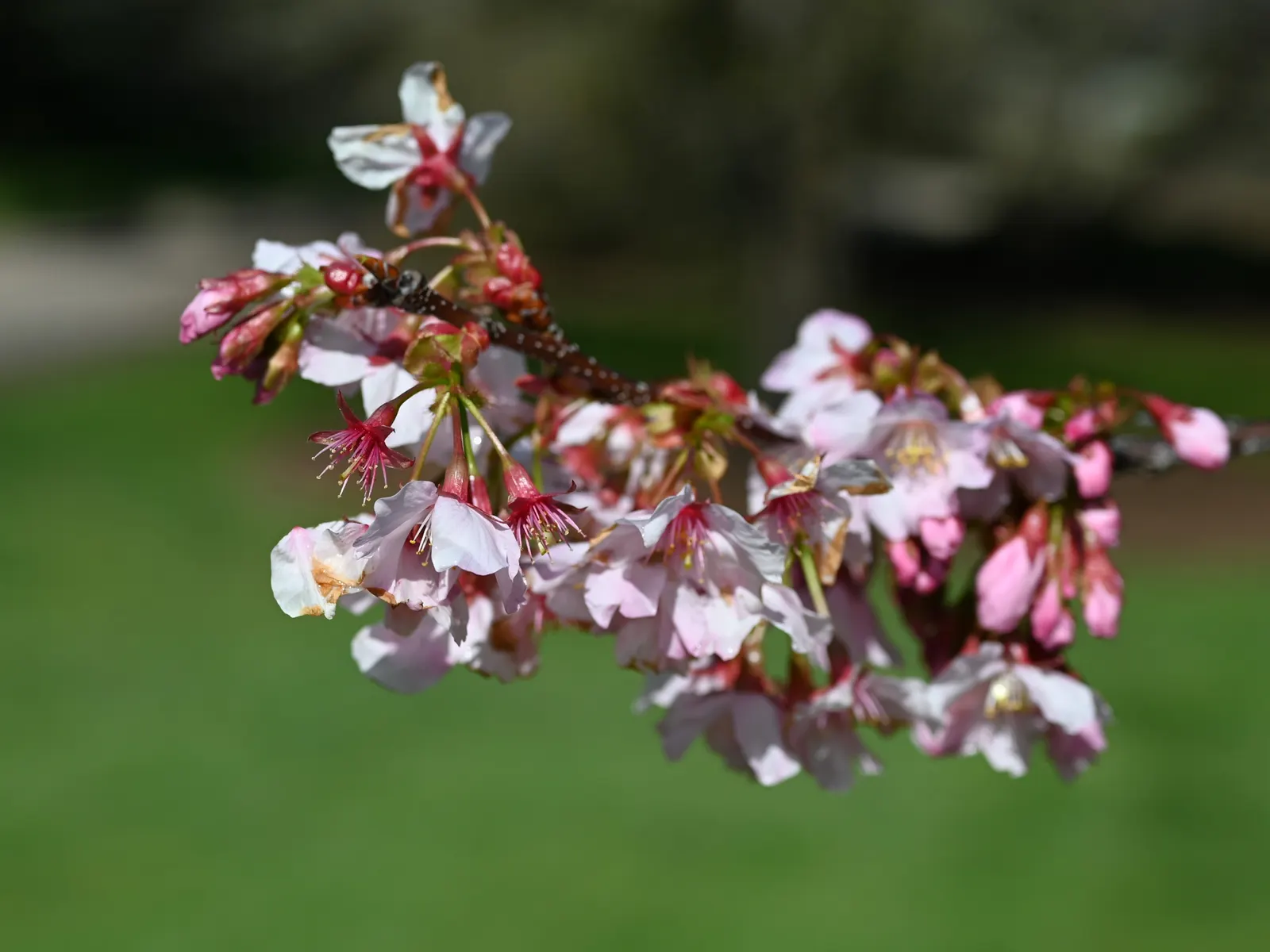 Japanese Flowering Cherry (Prunus Serrulata) — Prefers full sun and well-drained soil; is a beloved ornamental tree known for its stunning spring, image 124