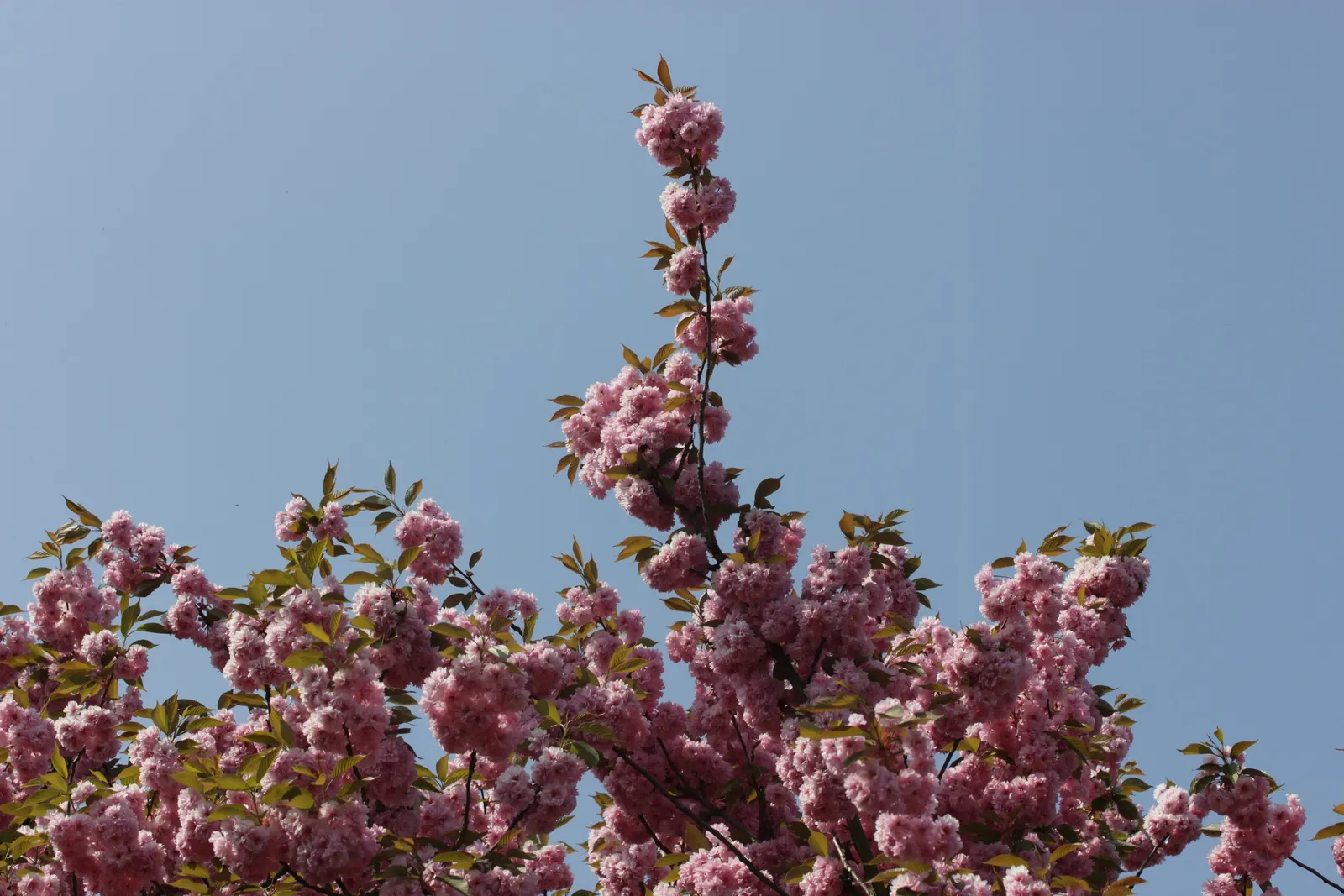 Japanese Flowering Cherry (Prunus Serrulata) — which extends this tree's seasonal interest.<br><br>For optimal growth