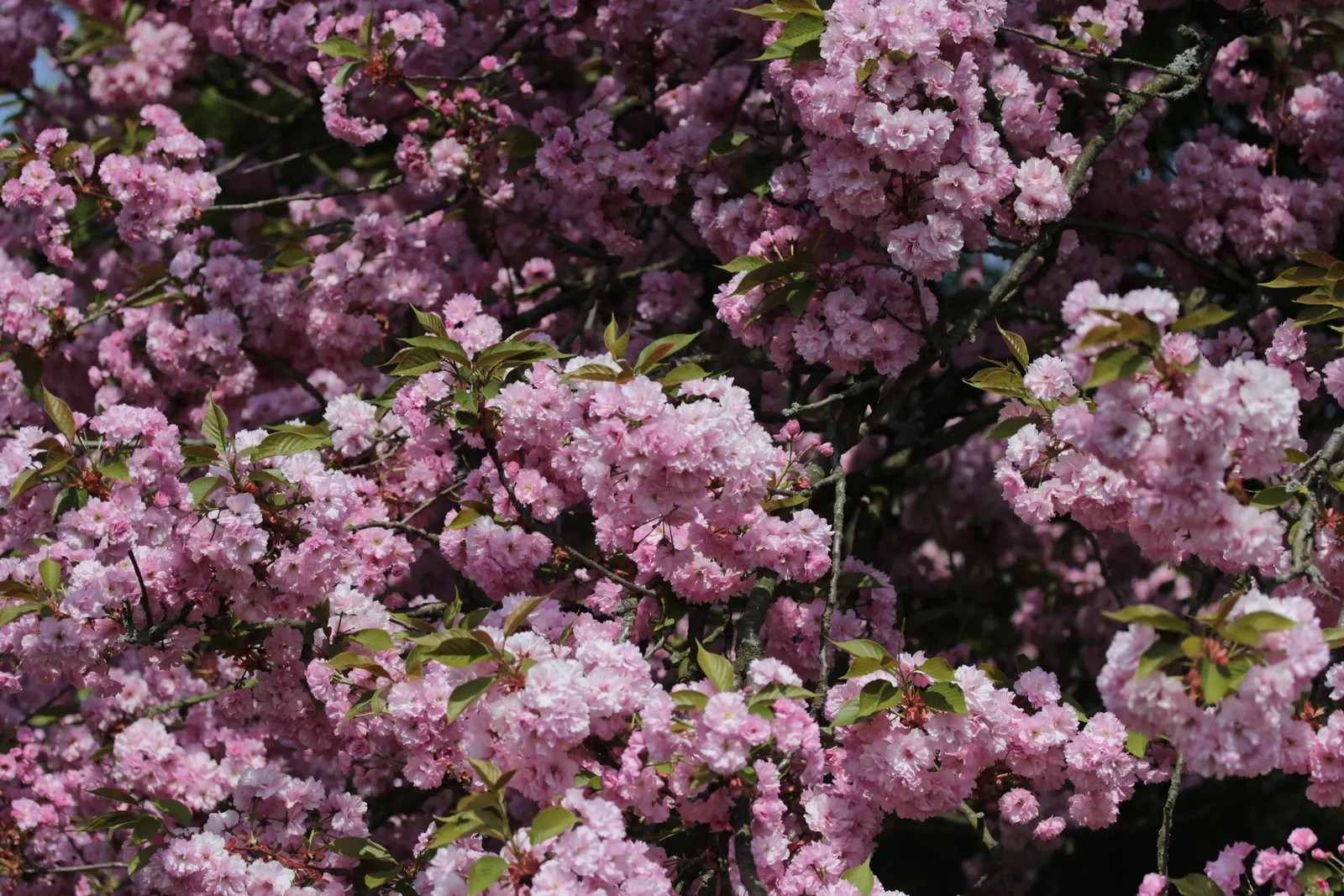 Japanese Flowering Cherry (Prunus Serrulata) — scientifically known as Prunus serrulata; it thrives in moist, well-drained soils that are slightly, image 78