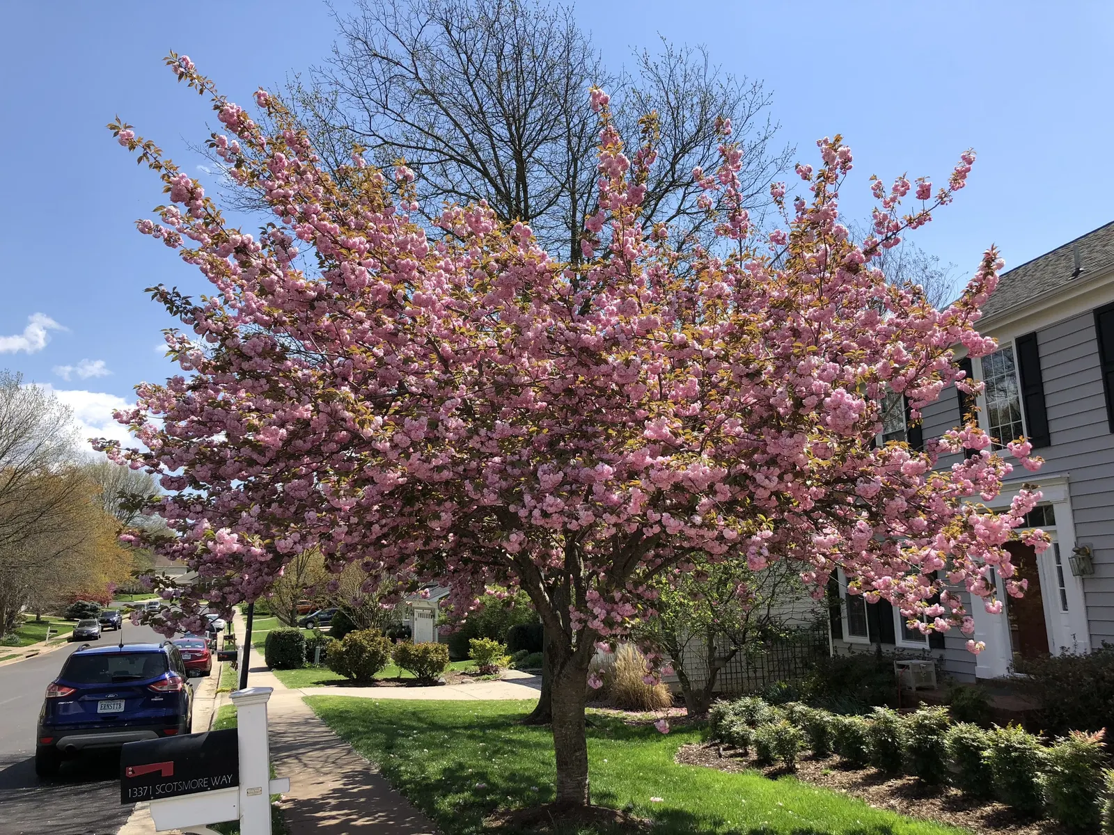 Japanese Flowering Cherry (Prunus Serrulata) — emerging bronze-toned and maturing to a mid-green in summer before turning to vibrant hues of, image 108