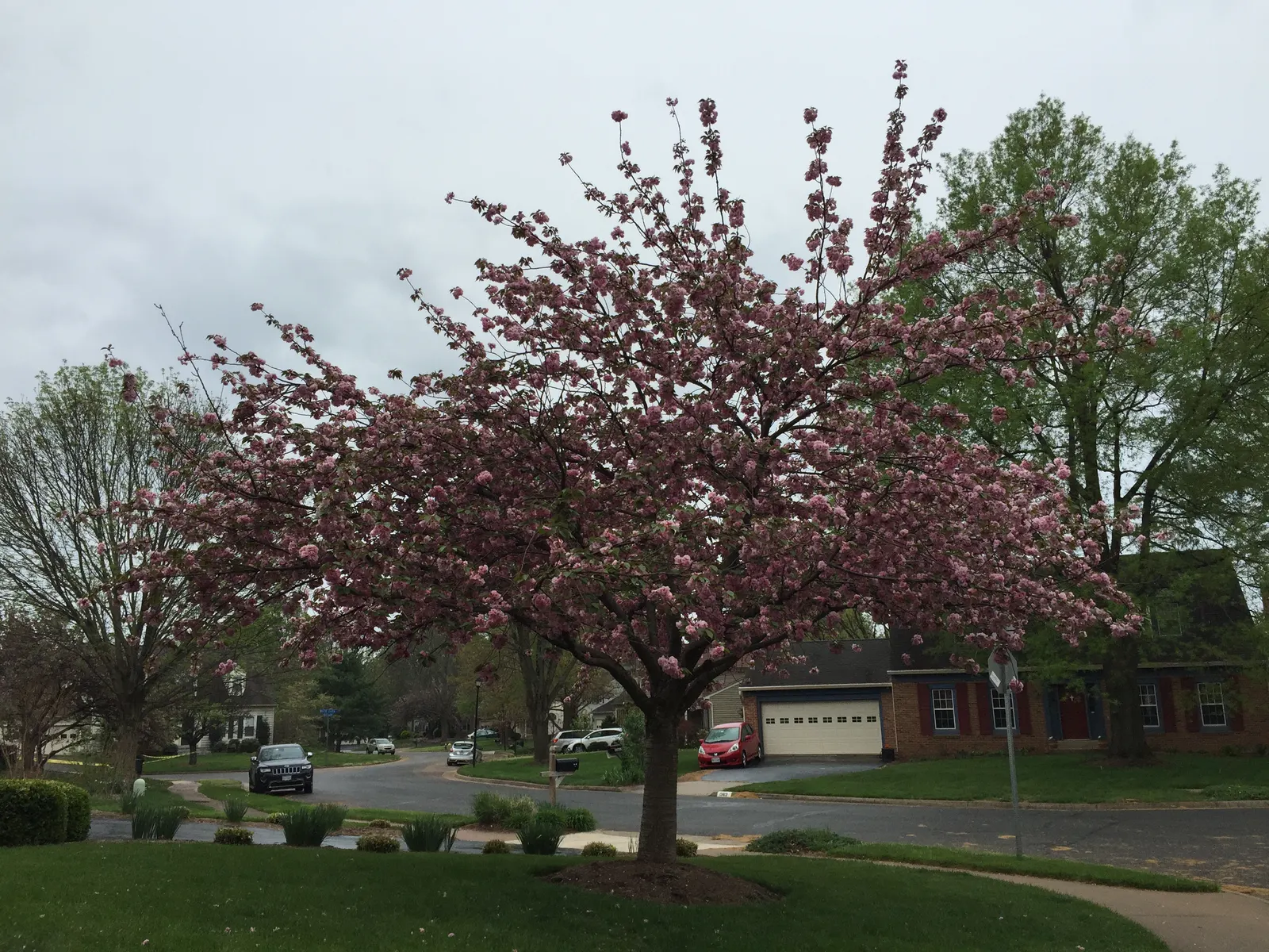Japanese Flowering Cherry (Prunus Serrulata) — consider underplanting with low perennials to create a serene and picturesque setting