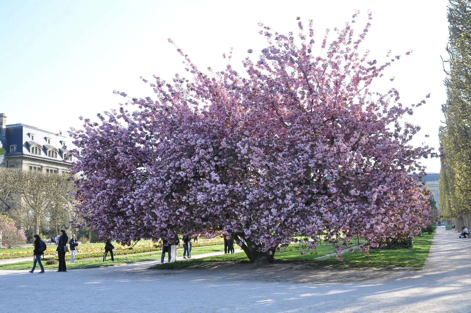 Japanese Flowering Cherry (Prunus Serrulata) — Cold hardy to USDA Zone 5; which extends this tree's seasonal interest.<br><br>For optimal growth, image 112