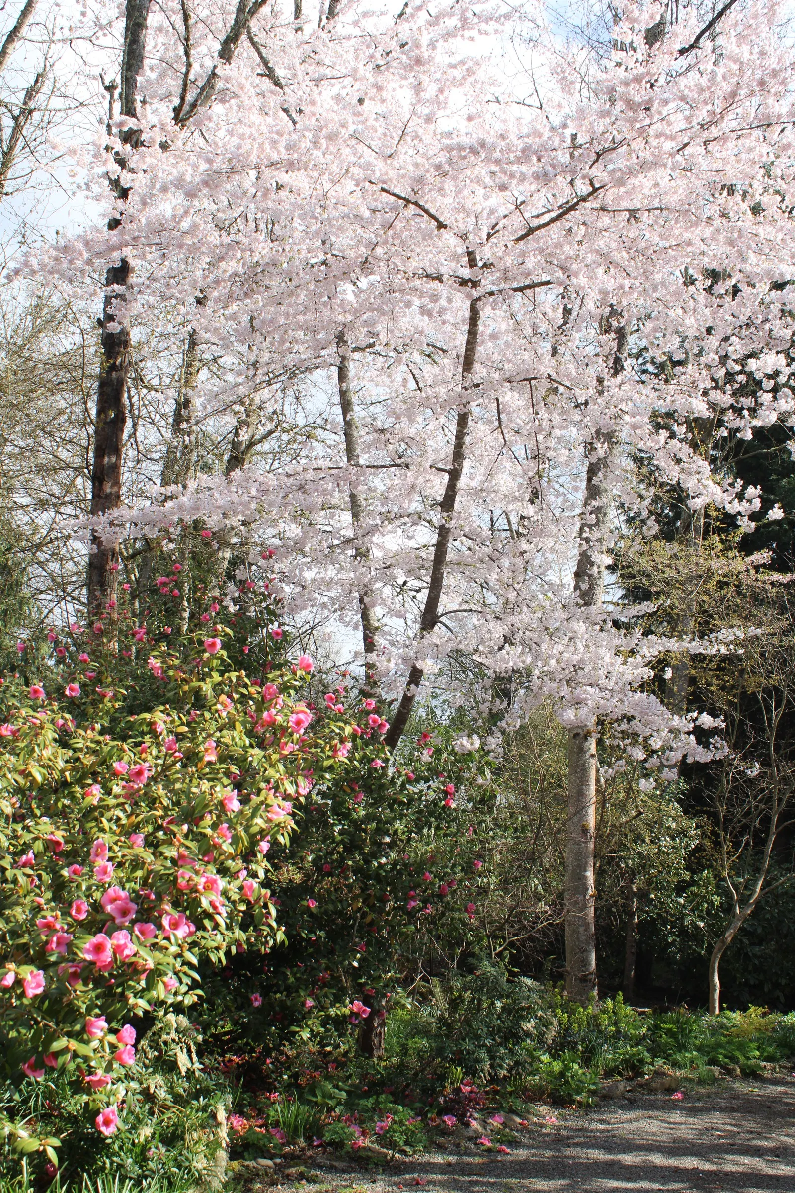 Japanese Flowering Cherry (Prunus Serrulata) — The typical specimen reaches a height of 15 to 25 feet with a canopy spread of 15 to 20 feet, image 57