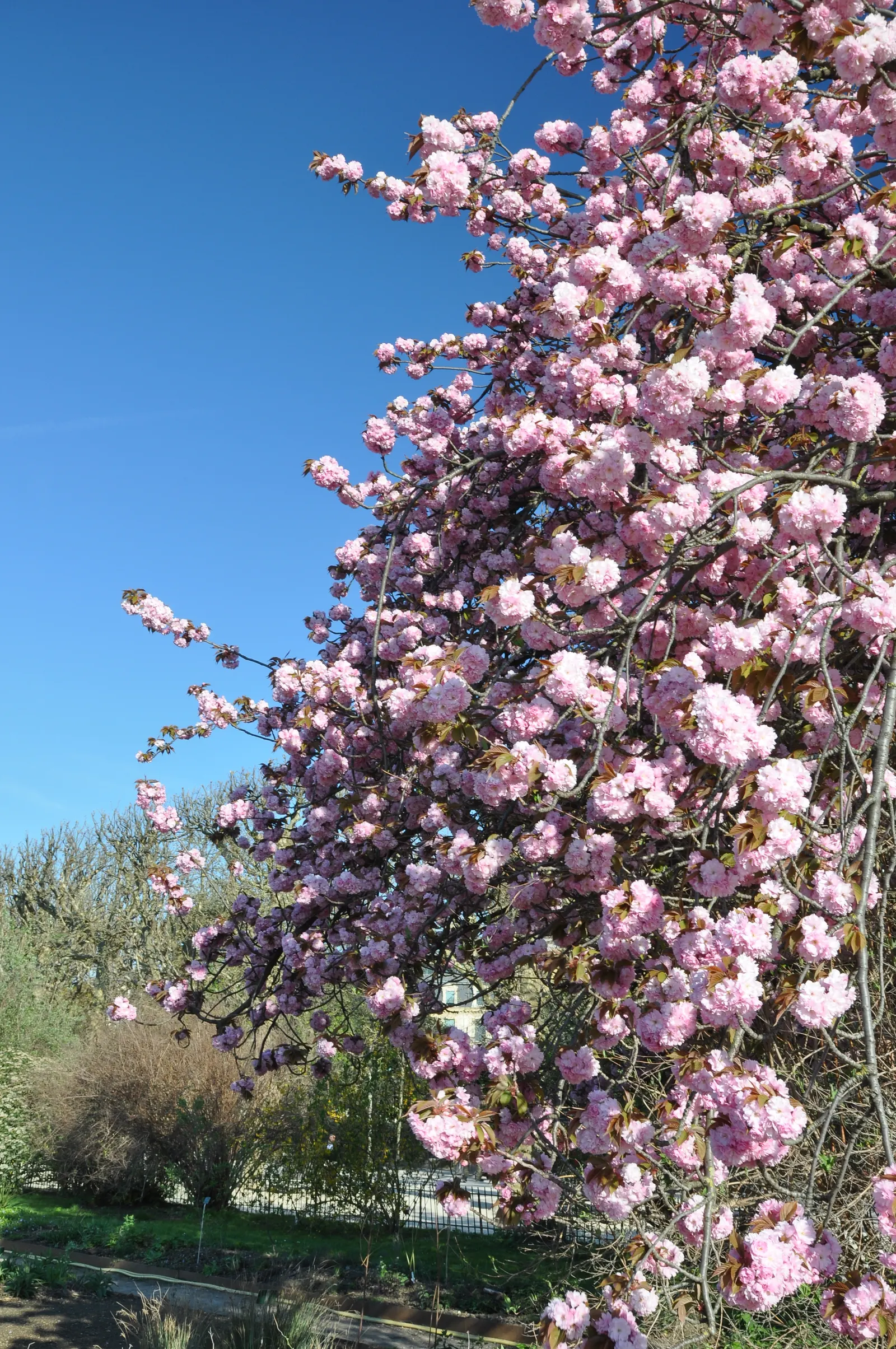 Japanese Flowering Cherry (Prunus Serrulata) — Ideal for accent or specimen planting, adding a burst of color and elegance to any landscape design, image 125