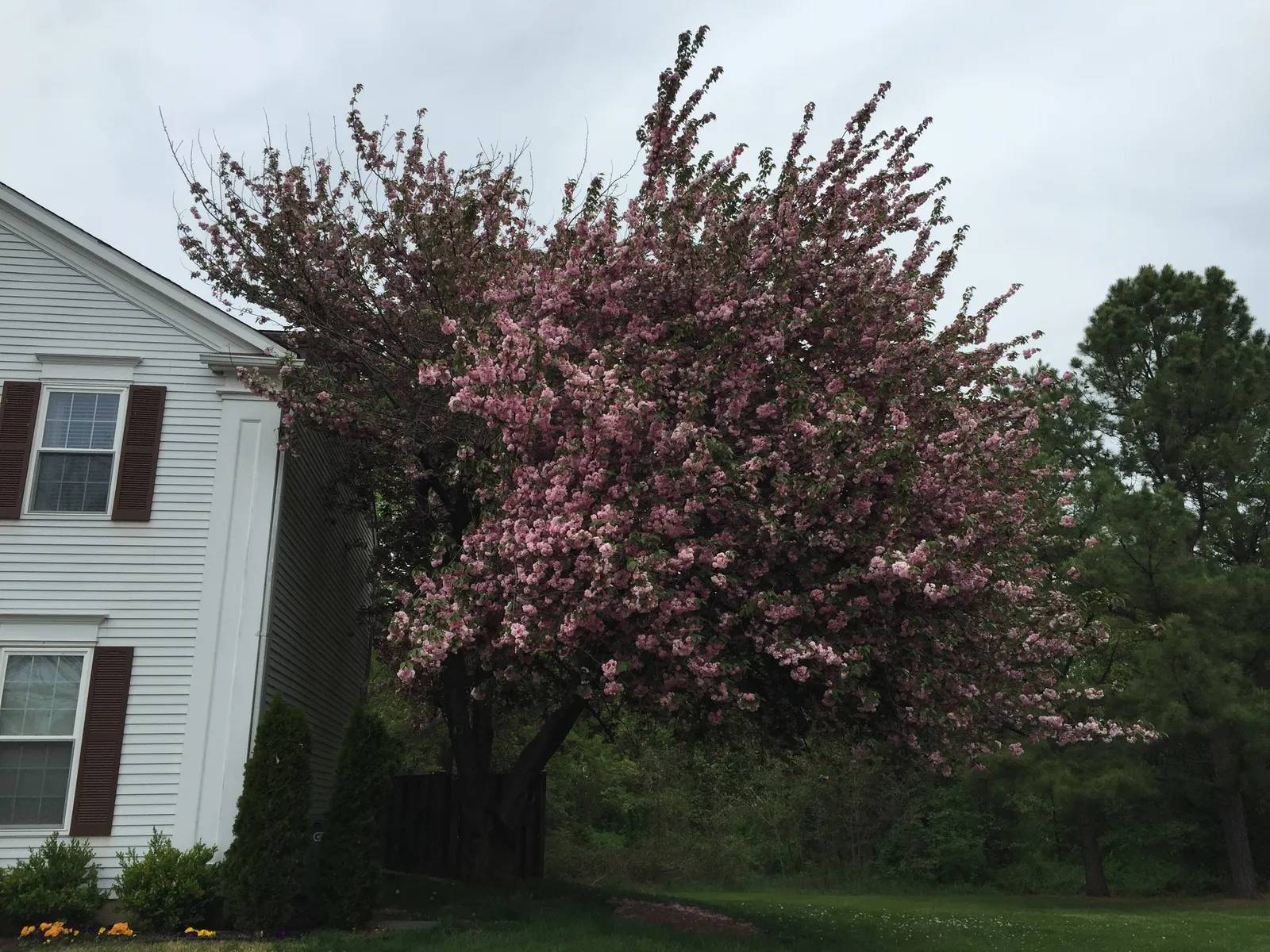 Japanese Flowering Cherry (Prunus Serrulata) — tree for full; provide an unmatched visual spectacle, image 120