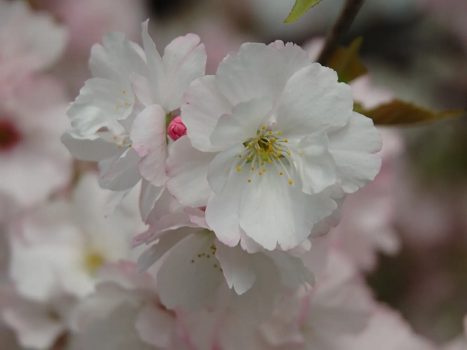 Japanese Flowering Cherry (Prunus Serrulata) — is a beloved ornamental tree known for its stunning spring blooms; prefers full sun and well-drained, image 49