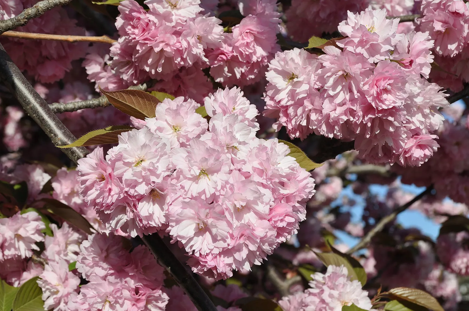 Japanese Flowering Cherry (Prunus Serrulata) — It thrives in moist, well-drained soils that are slightly acidic to neutral in pH; scientifically, image 135
