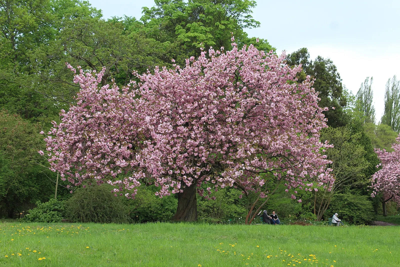 Japanese Flowering Cherry (Prunus Serrulata) — the Japanese Flowering Cherry prefers a site that offers full sun to partial shade; tree with pink blooms