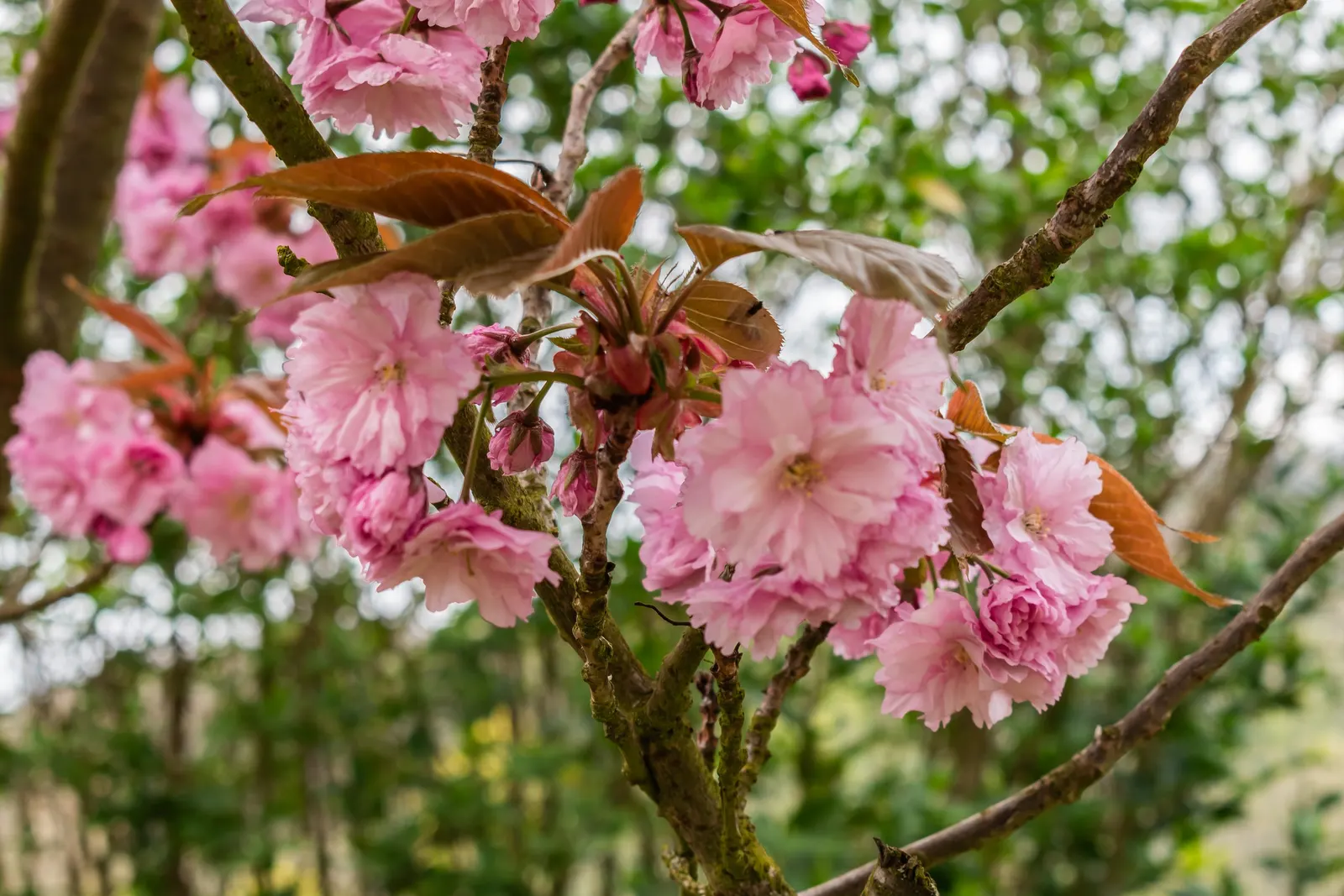 Japanese Flowering Cherry (Prunus Serrulata) — consider underplanting with low perennials to create a serene and picturesque setting; it boasts a, image 66
