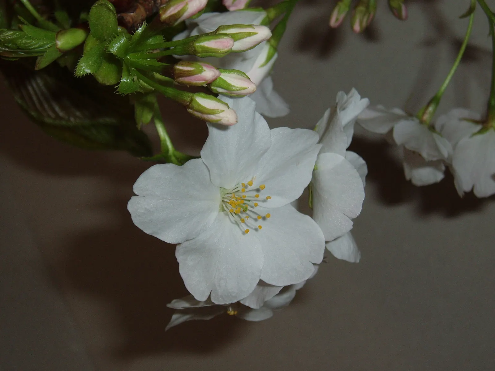 Japanese Flowering Cherry (Prunus Serrulata) — Revered for its abundant and showy blossoms; ideal for accent or specimen planting, adding a burst, image 56