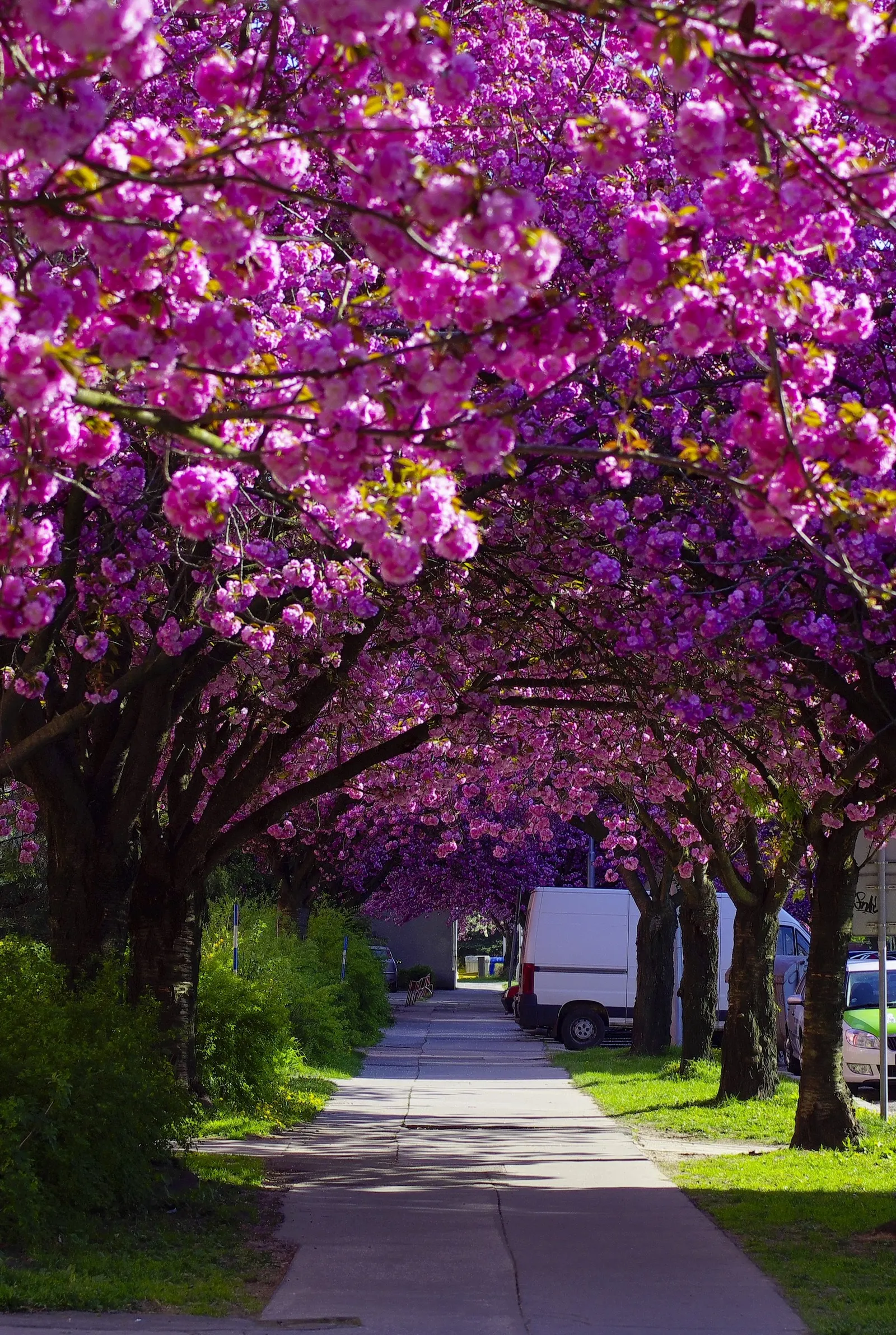 Japanese Flowering Cherry (Prunus Serrulata) — the Japanese Flowering Cherry prefers a site that offers full sun to partial shade; tree with pink, image 134