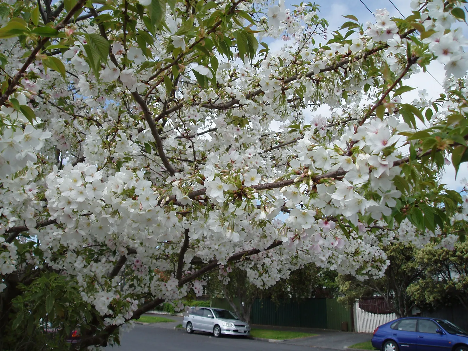 Japanese Flowering Cherry (Prunus Serrulata) — is a beloved ornamental tree known for its stunning spring blooms; prefers full sun and well-drained soil