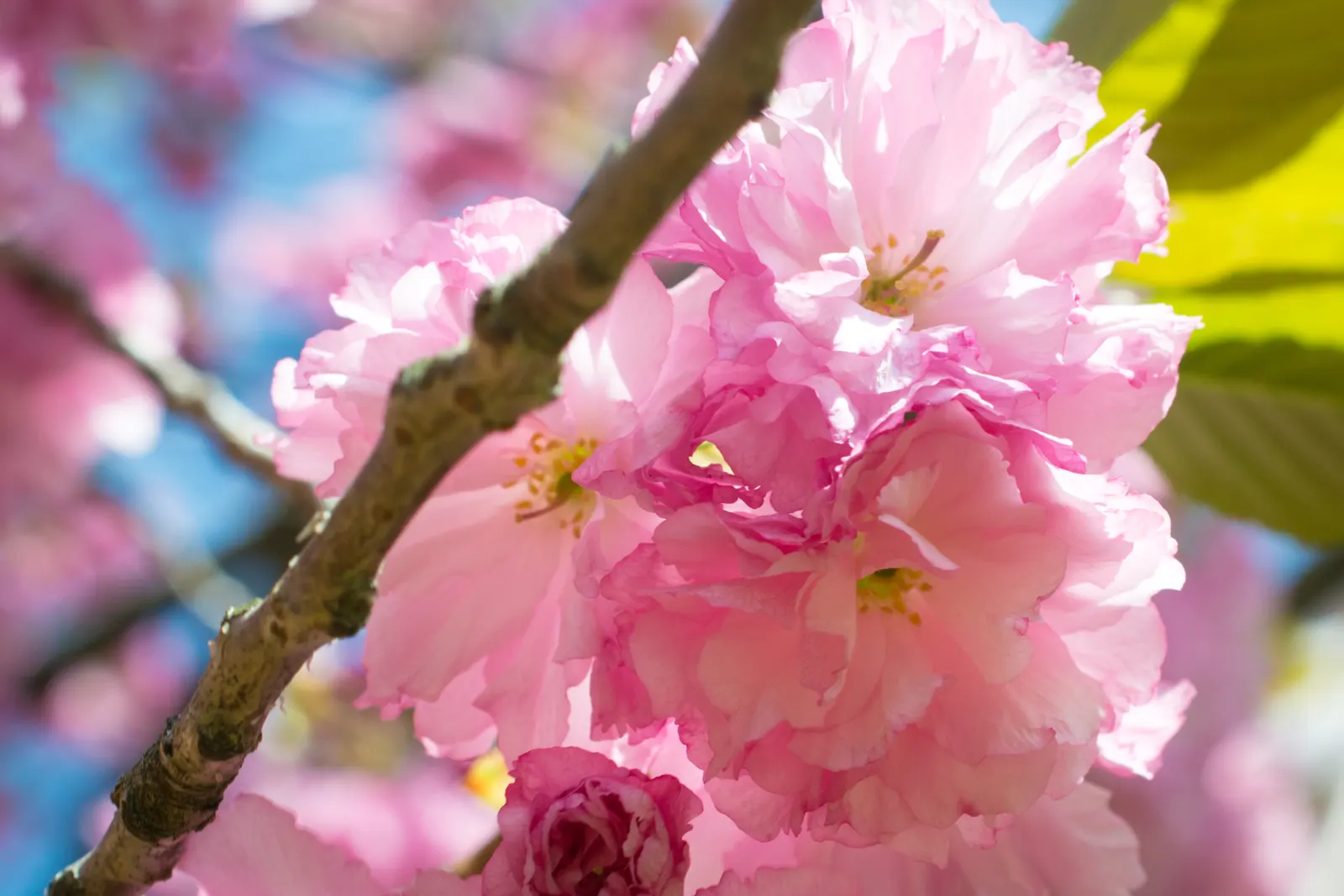 Japanese Flowering Cherry (Prunus Serrulata) — tree for full