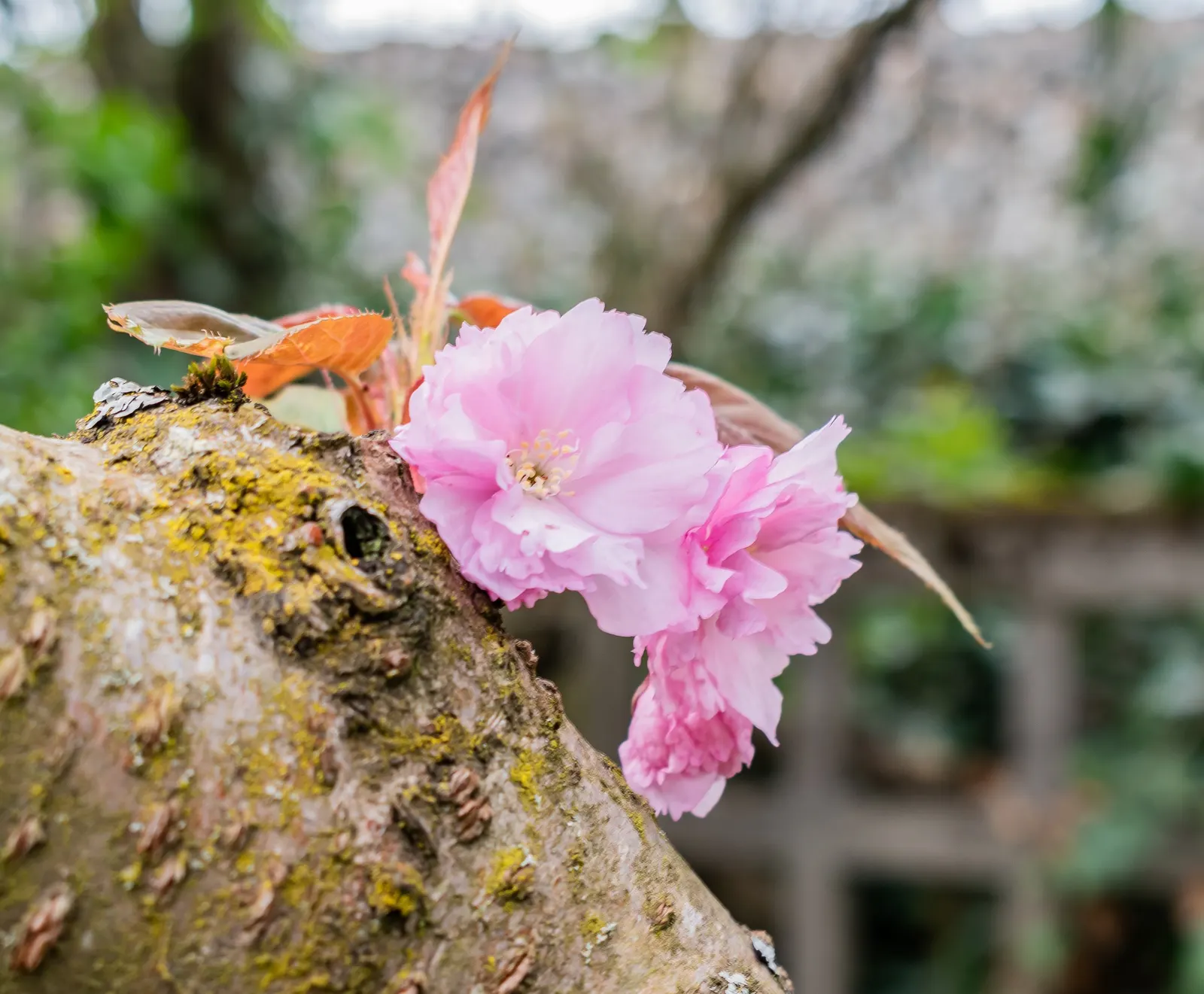 Japanese Flowering Cherry (Prunus Serrulata) — Offer this information to clients seeking a touch of springtime elegance; vase-like silhouette that complements