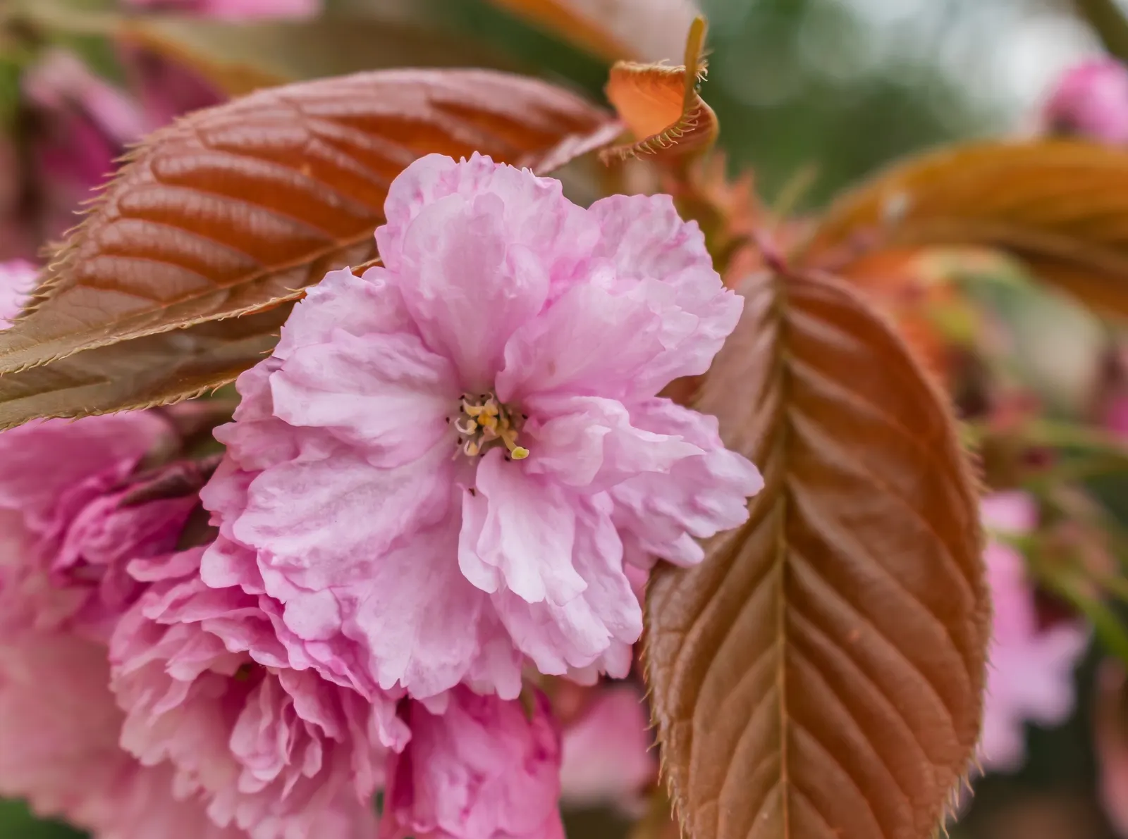Japanese Flowering Cherry (Prunus Serrulata) — is an exceptionally beautiful deciduous tree that will serve as a focal point in any landscape design; pink