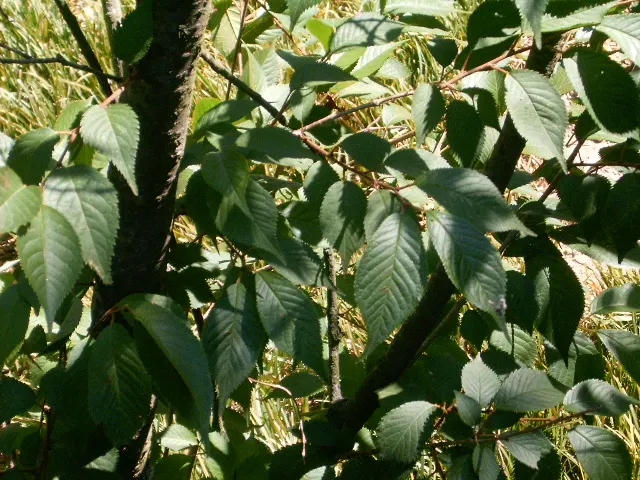 Japanese Flowering Cherry (Prunus Serrulata) — pink flowers in the garden; is an exceptionally beautiful deciduous tree that will serve as a focal, image 70