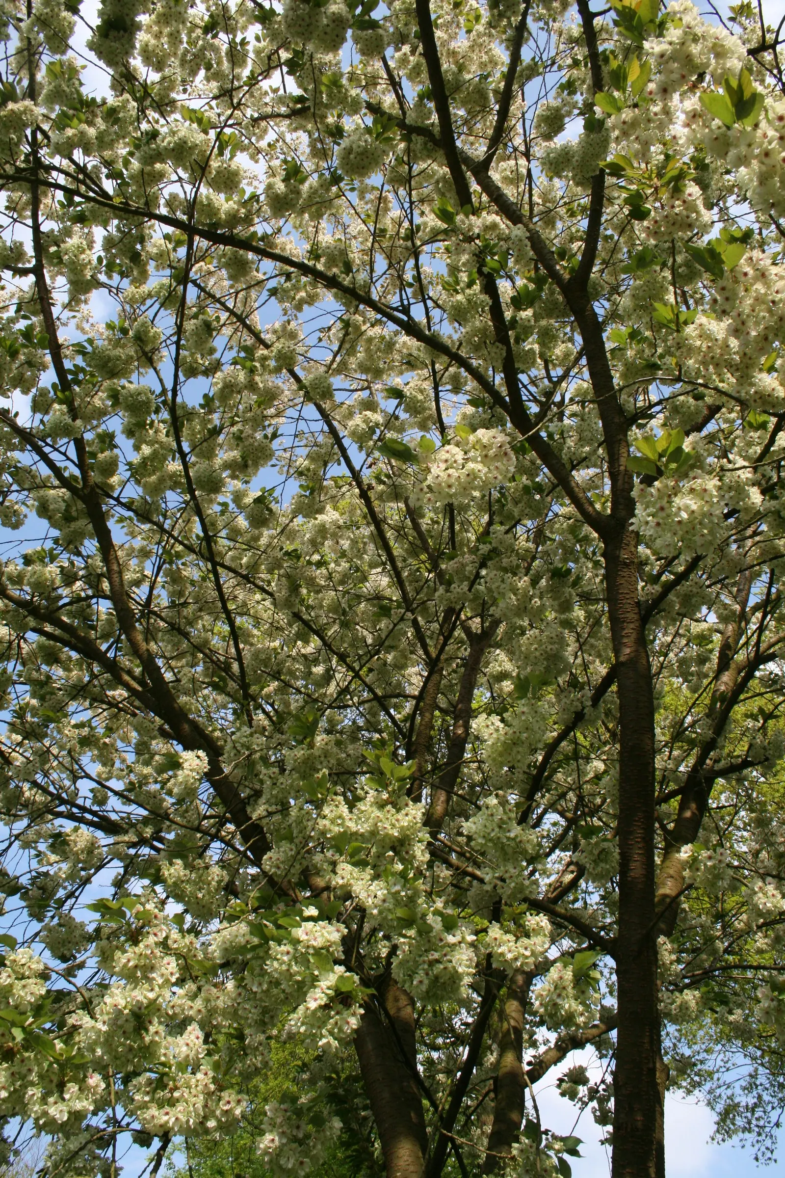 Japanese Flowering Cherry (Prunus Serrulata) — Prefers full sun and well-drained soil; is a beloved ornamental tree known for its stunning spring, image 100