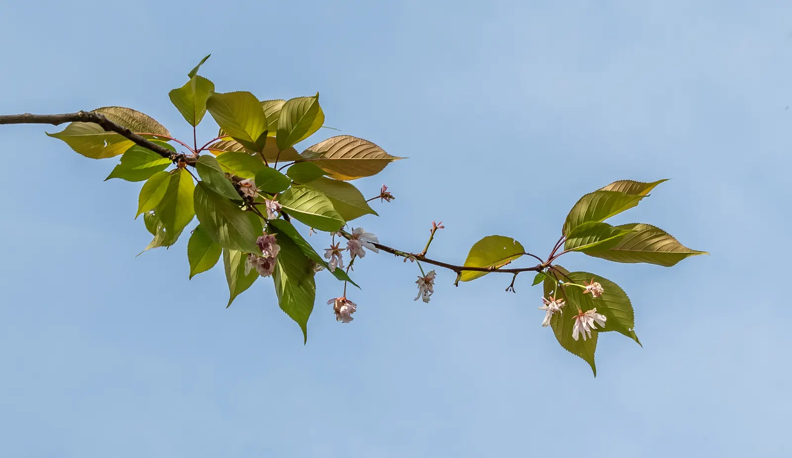 Japanese Flowering Cherry (Prunus Serrulata) — This deciduous tree typically reaches 15-25 feet in height with a spread of 15-25 feet; serrulata, image 98