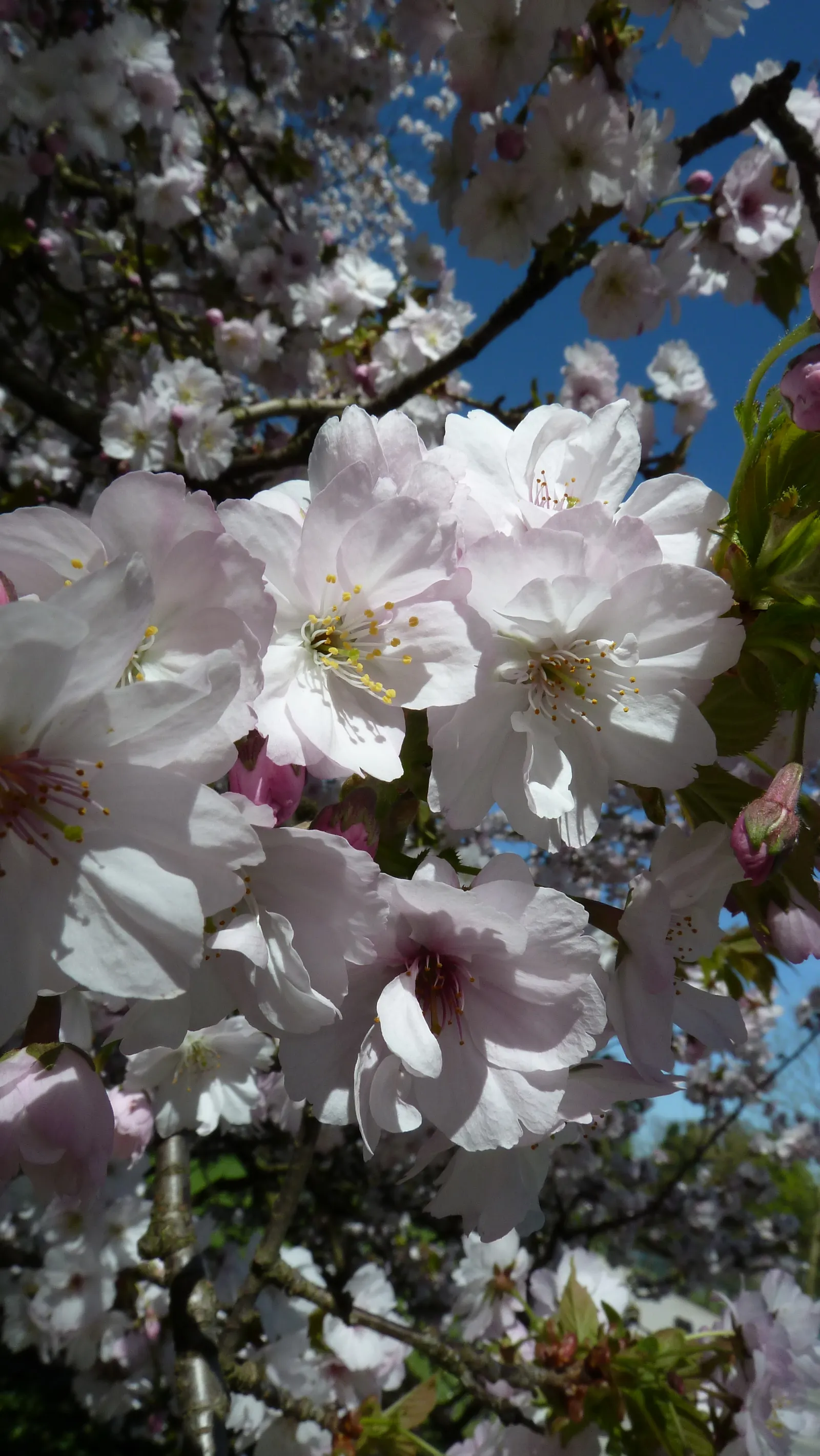 Japanese Flowering Cherry (Prunus Serrulata) — scientifically known as Prunus serrulata; it thrives in moist, well-drained soils that are slightly, image 126