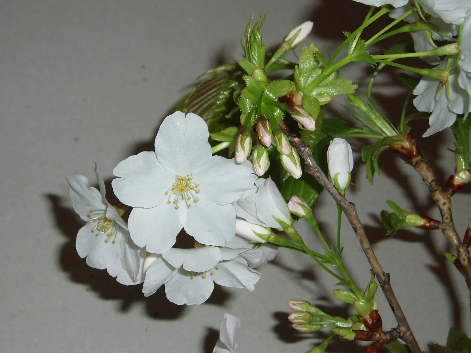 Japanese Flowering Cherry (Prunus Serrulata) — This deciduous tree typically reaches 15-25 feet in height with a spread of 15-25 feet; serrulata, image 50
