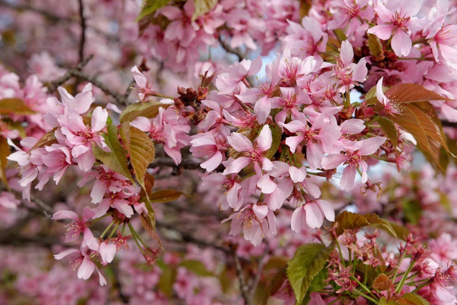 Japanese Flowering Cherry (Prunus Serrulata) — this tree is adaptable but requires protection from harsh conditions; and ensure to highlight its ephemeral