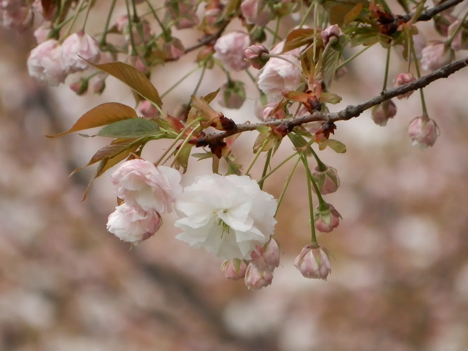 Japanese Flowering Cherry (Prunus Serrulata) — provide an unmatched visual spectacle; tree for full, image 69
