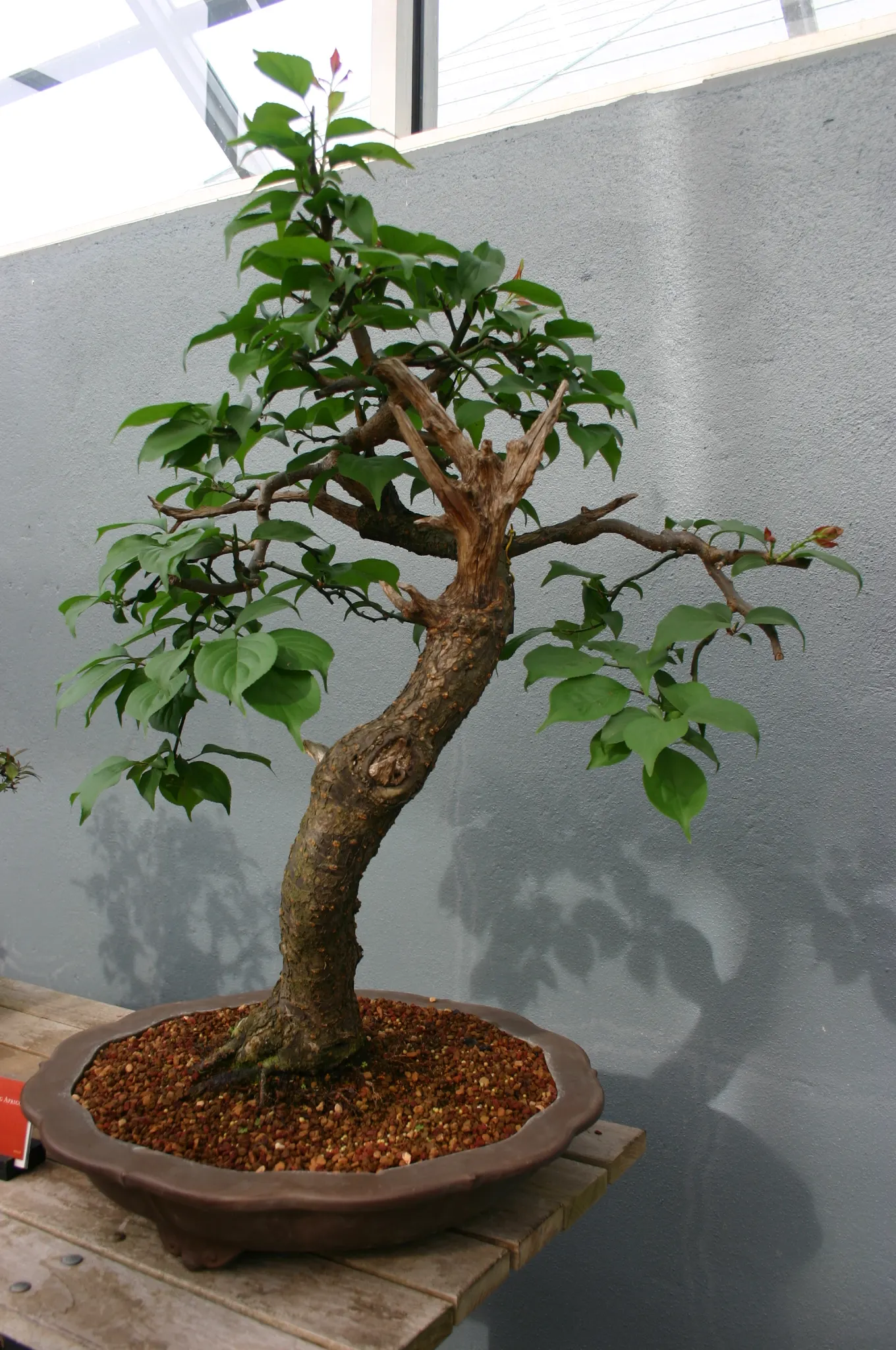 Japanese Flowering Cherry (Prunus Serrulata) — Revered for its abundant and showy blossoms; ideal for accent or specimen planting, adding a burst, image 80