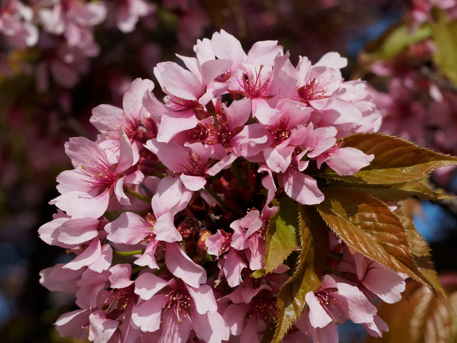 Japanese Flowering Cherry (Prunus Serrulata) — tree with pink blooms; the Japanese Flowering Cherry prefers a site that offers full sun to partial, image 71