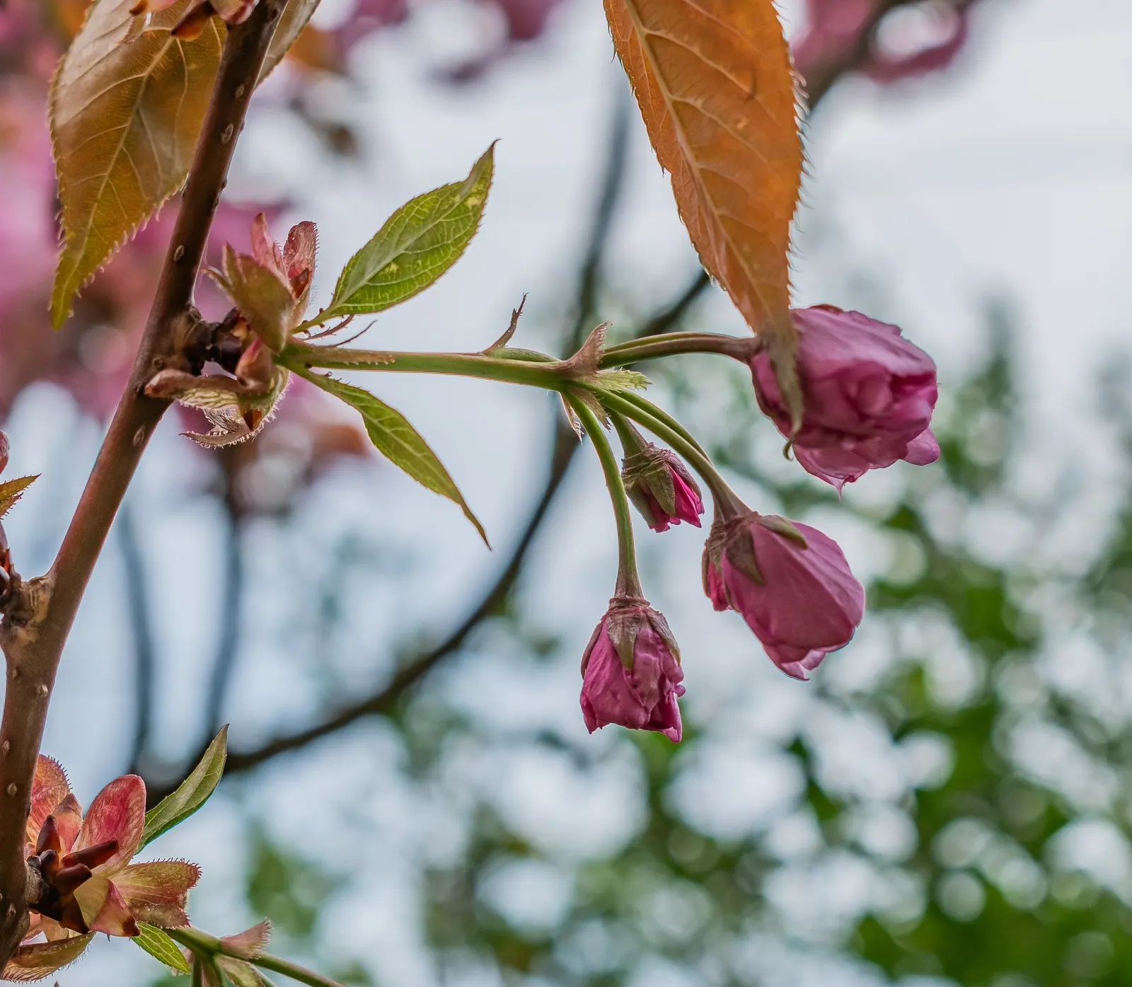 Japanese Flowering Cherry (Prunus Serrulata) — It boasts a round canopy of dark green leaves and prolific cherry blossoms ranging from white to deep pink
