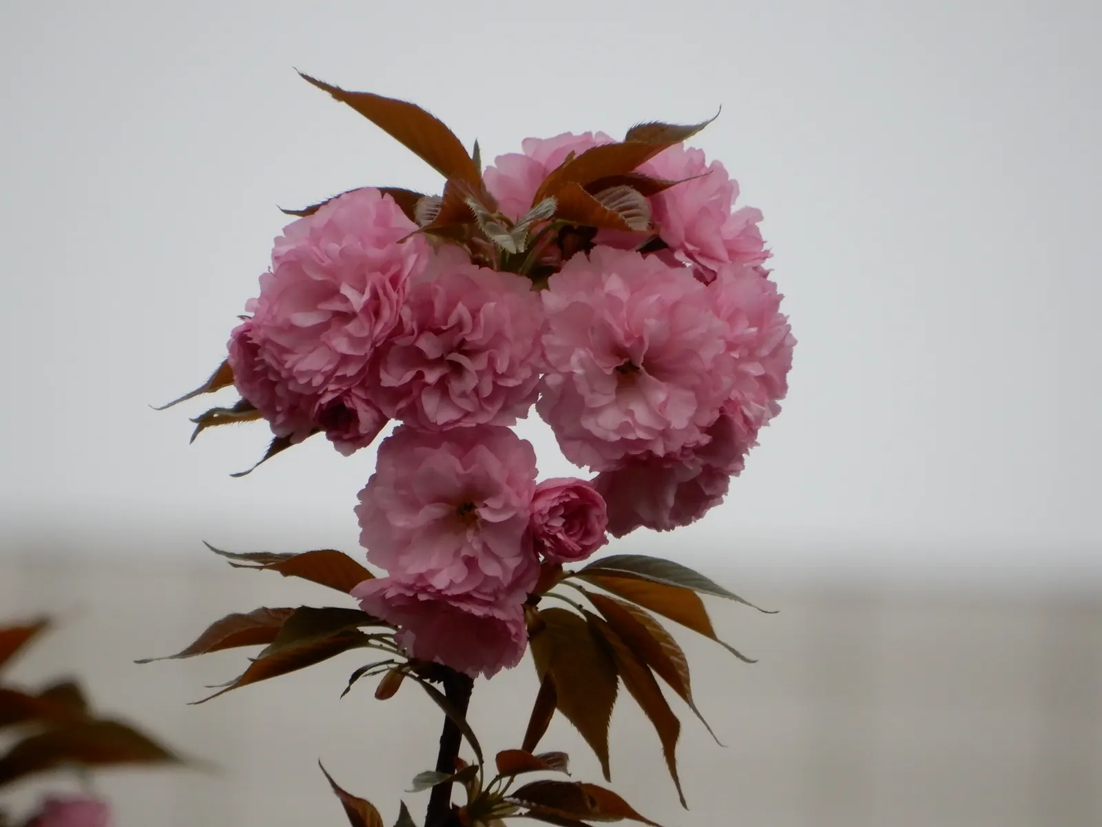 Japanese Flowering Cherry (Prunus Serrulata) — consider underplanting with low perennials to create a serene and picturesque setting; it boasts a, image 90