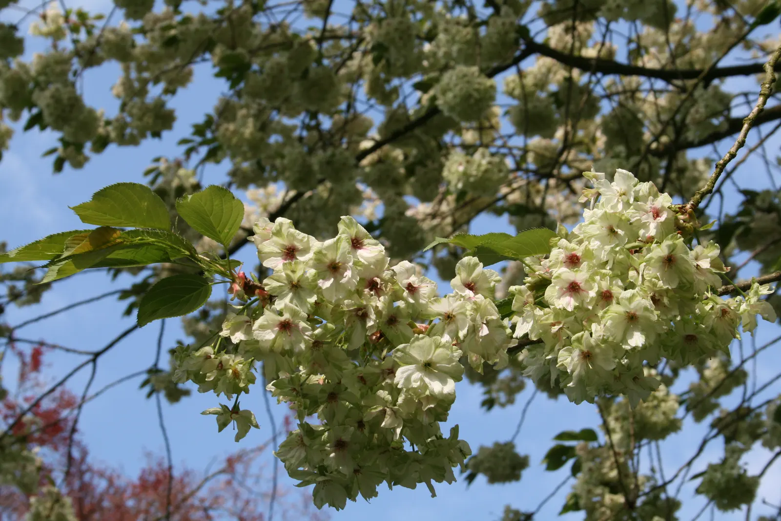 Japanese Flowering Cherry (Prunus Serrulata) — Prefers full sun and well-drained soil