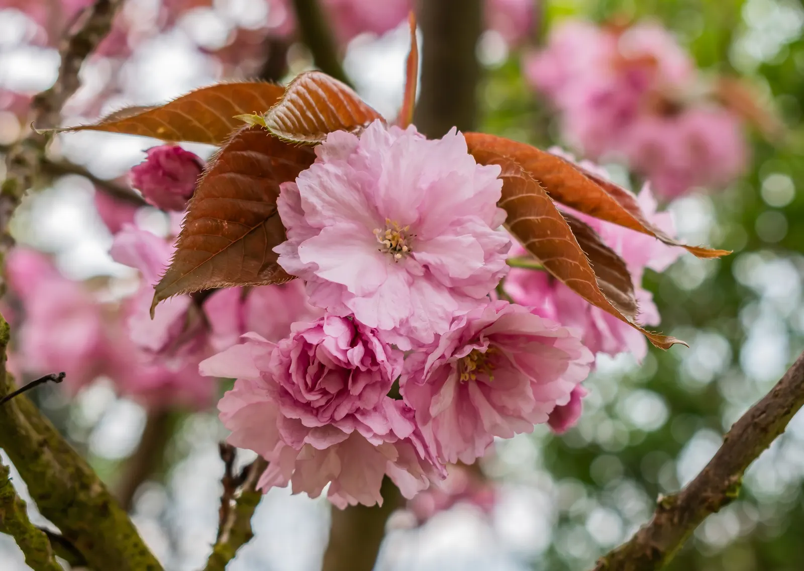 Japanese Flowering Cherry (Prunus Serrulata) — and ensure to highlight its ephemeral blooms; this tree is adaptable but requires protection from harsh