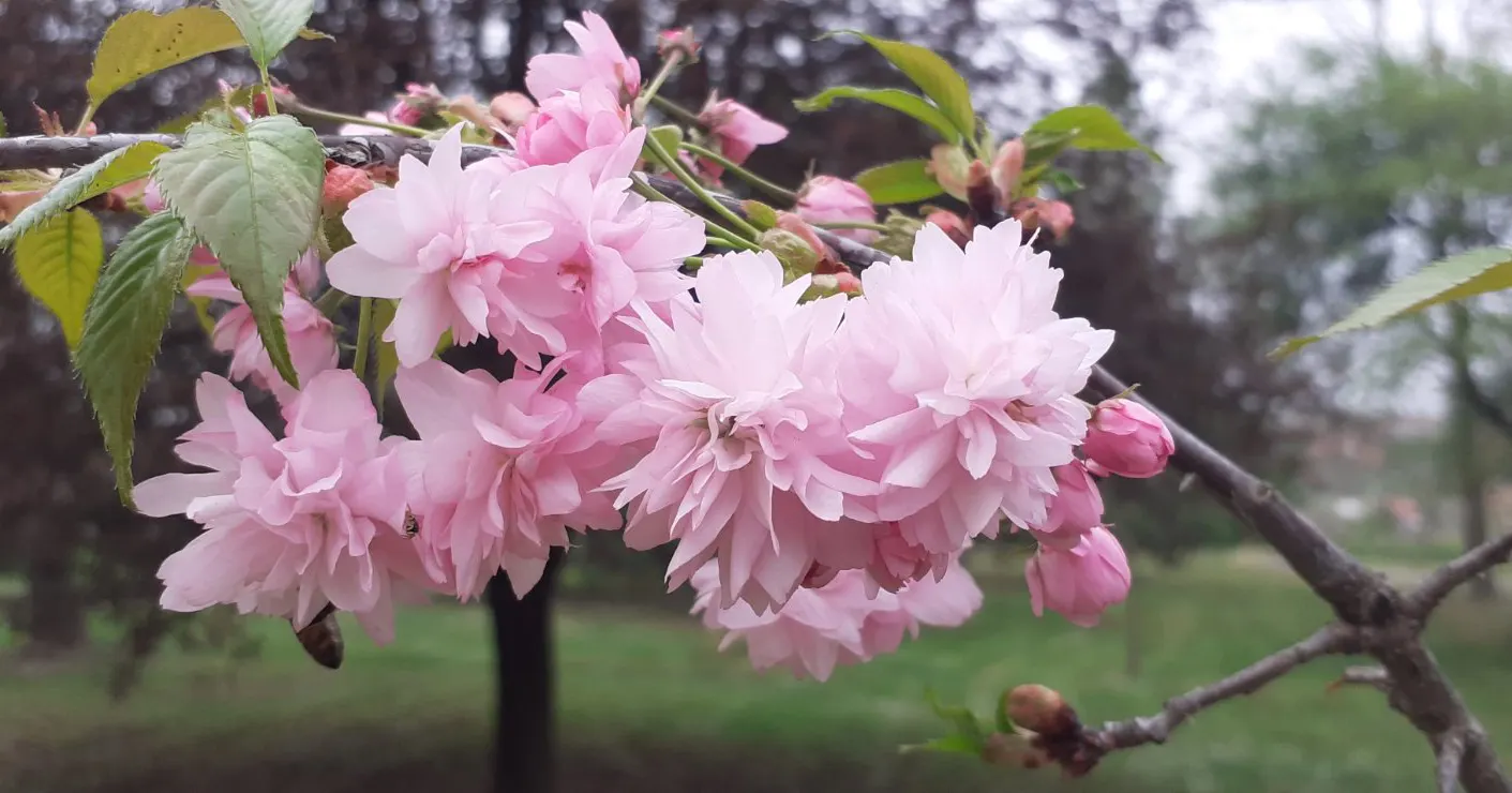 Japanese Flowering Cherry (Prunus Serrulata) — Offer this information to clients seeking a touch of springtime elegance; vase-like silhouette that, image 115