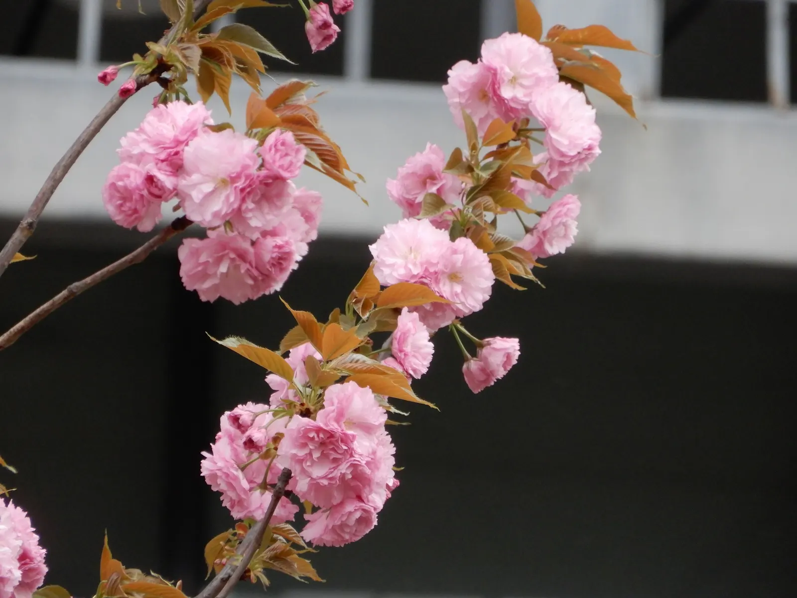 Japanese Flowering Cherry (Prunus Serrulata) — emerging bronze-toned and maturing to a mid-green in summer before turning to vibrant hues of, image 132