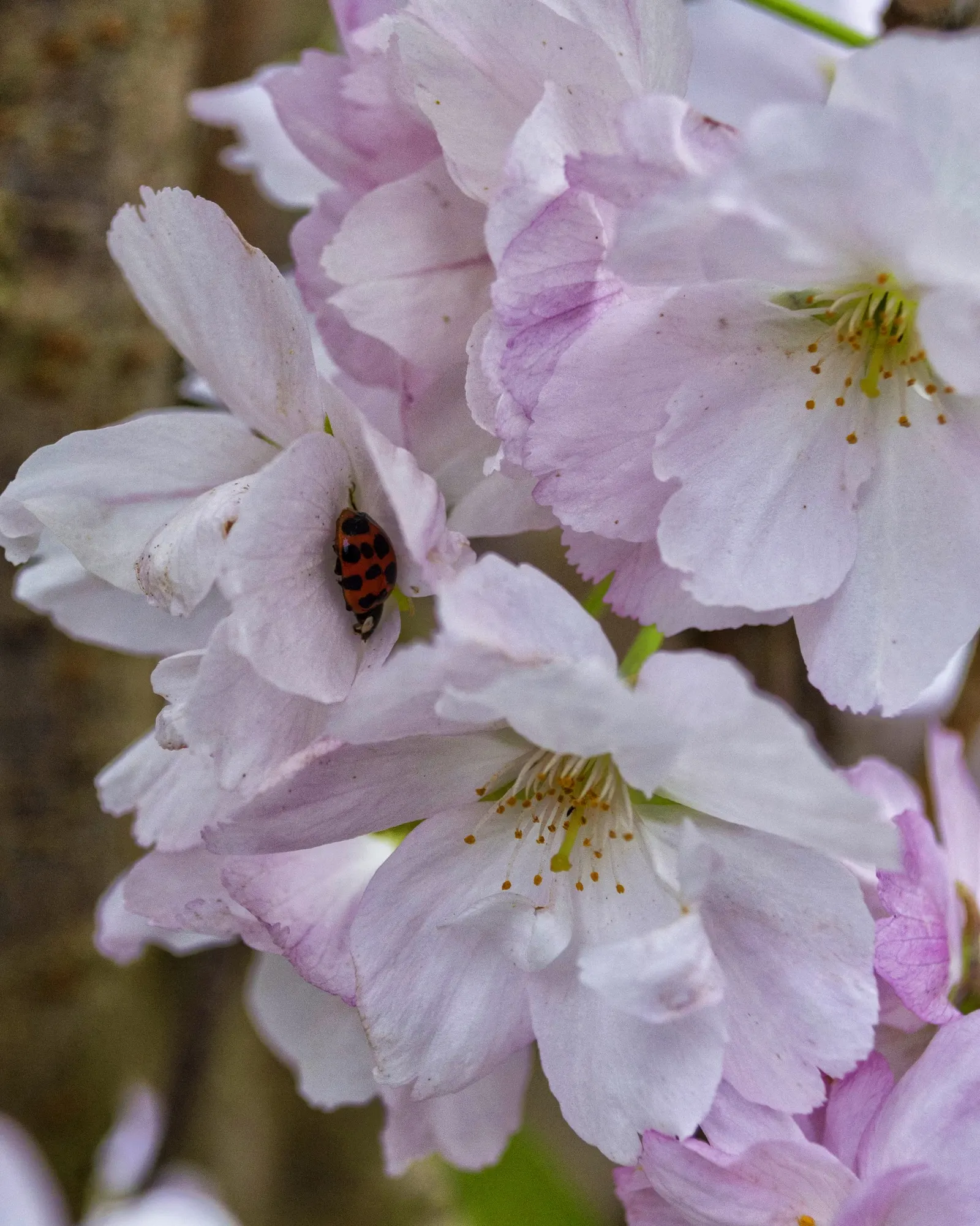 Japanese Flowering Cherry (Prunus Serrulata) — tree for full; provide an unmatched visual spectacle, image 72