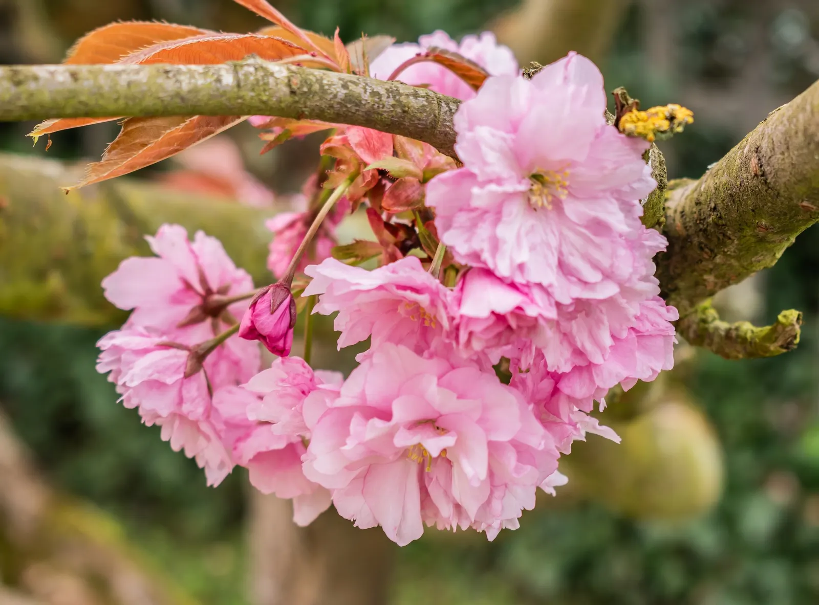 Japanese Flowering Cherry (Prunus Serrulata) — which extends this tree's seasonal interest.<br><br>For optimal growth; cold hardy to USDA Zone 5, image 61