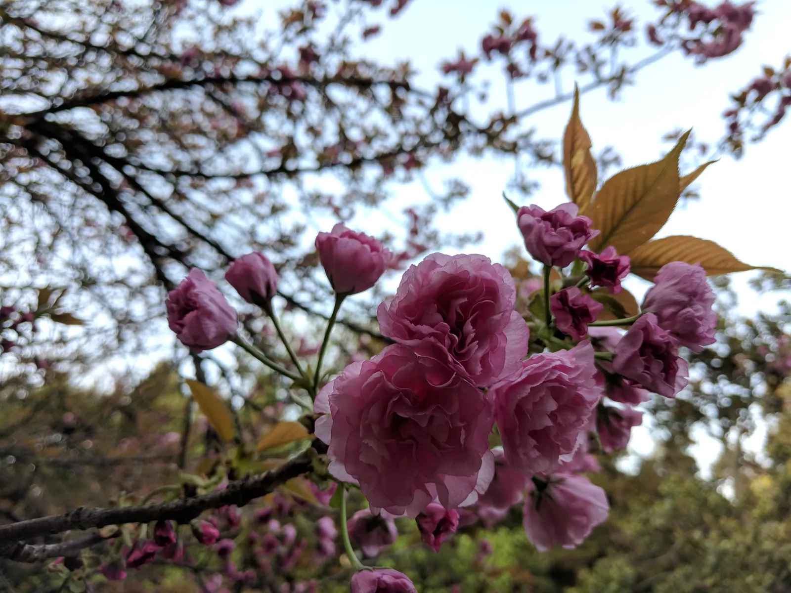 Japanese Flowering Cherry (Prunus Serrulata) — and ensure to highlight its ephemeral blooms; this tree is adaptable but requires protection from, image 116