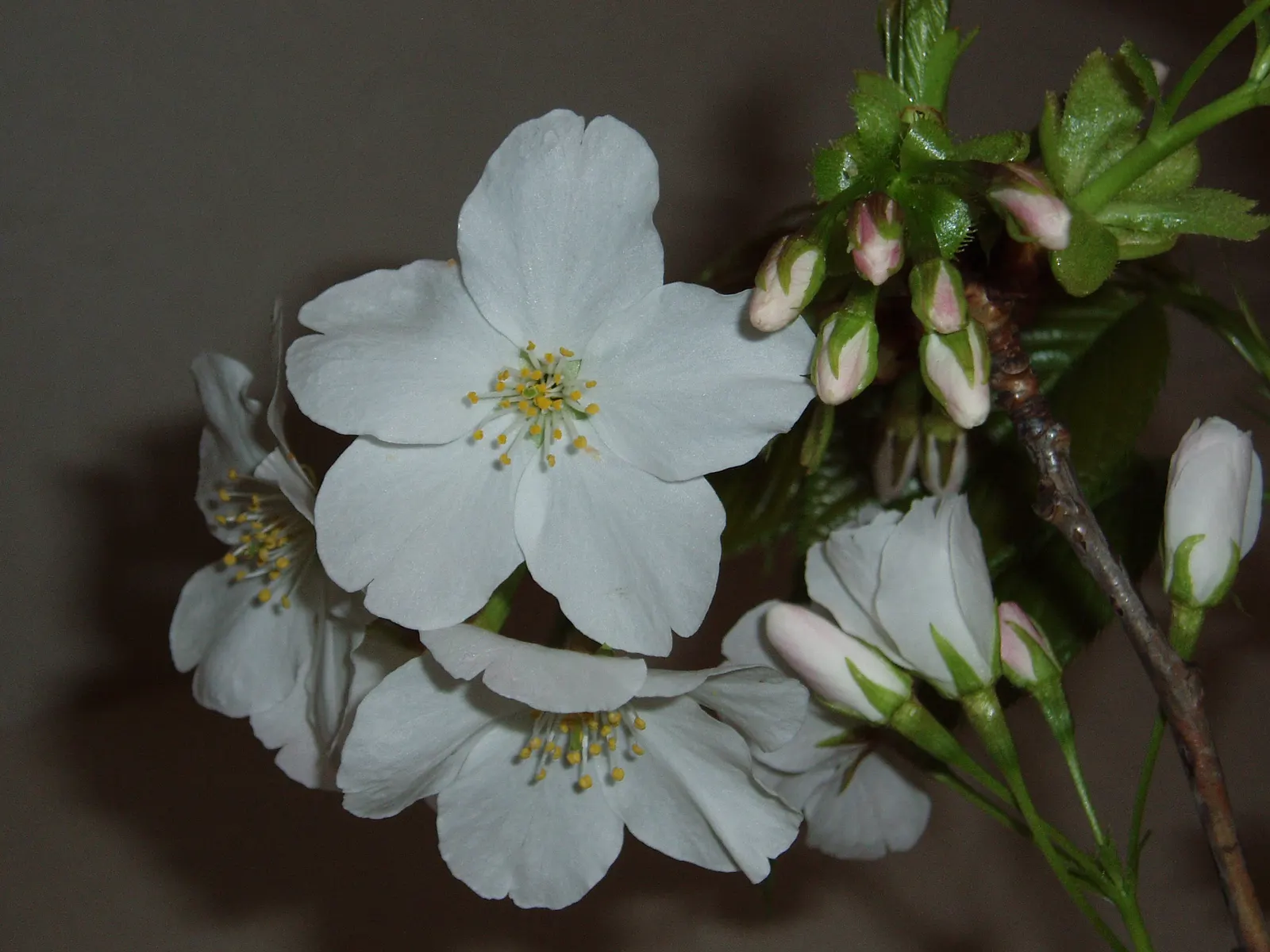 Japanese Flowering Cherry (Prunus Serrulata) — vase-like silhouette that complements a variety of garden themes.<br><br>The leaves of P; offer this information