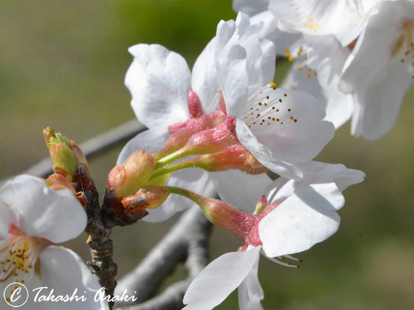 Japanese Flowering Cherry (Prunus Serrulata) — It thrives in moist, well-drained soils that are slightly acidic to neutral in pH; scientifically, image 111