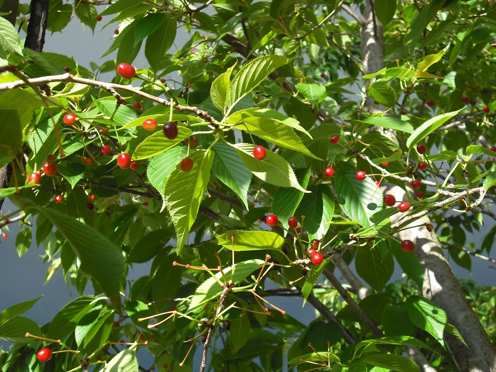 Japanese Flowering Cherry (Prunus Serrulata) — The typical specimen reaches a height of 15 to 25 feet with a canopy spread of 15 to 20 feet; emerging
