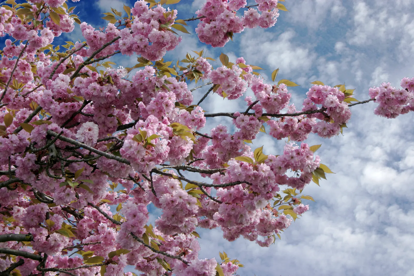 Japanese Flowering Cherry (Prunus Serrulata) — is a beloved ornamental tree known for its stunning spring blooms; prefers full sun and well-drained, image 121