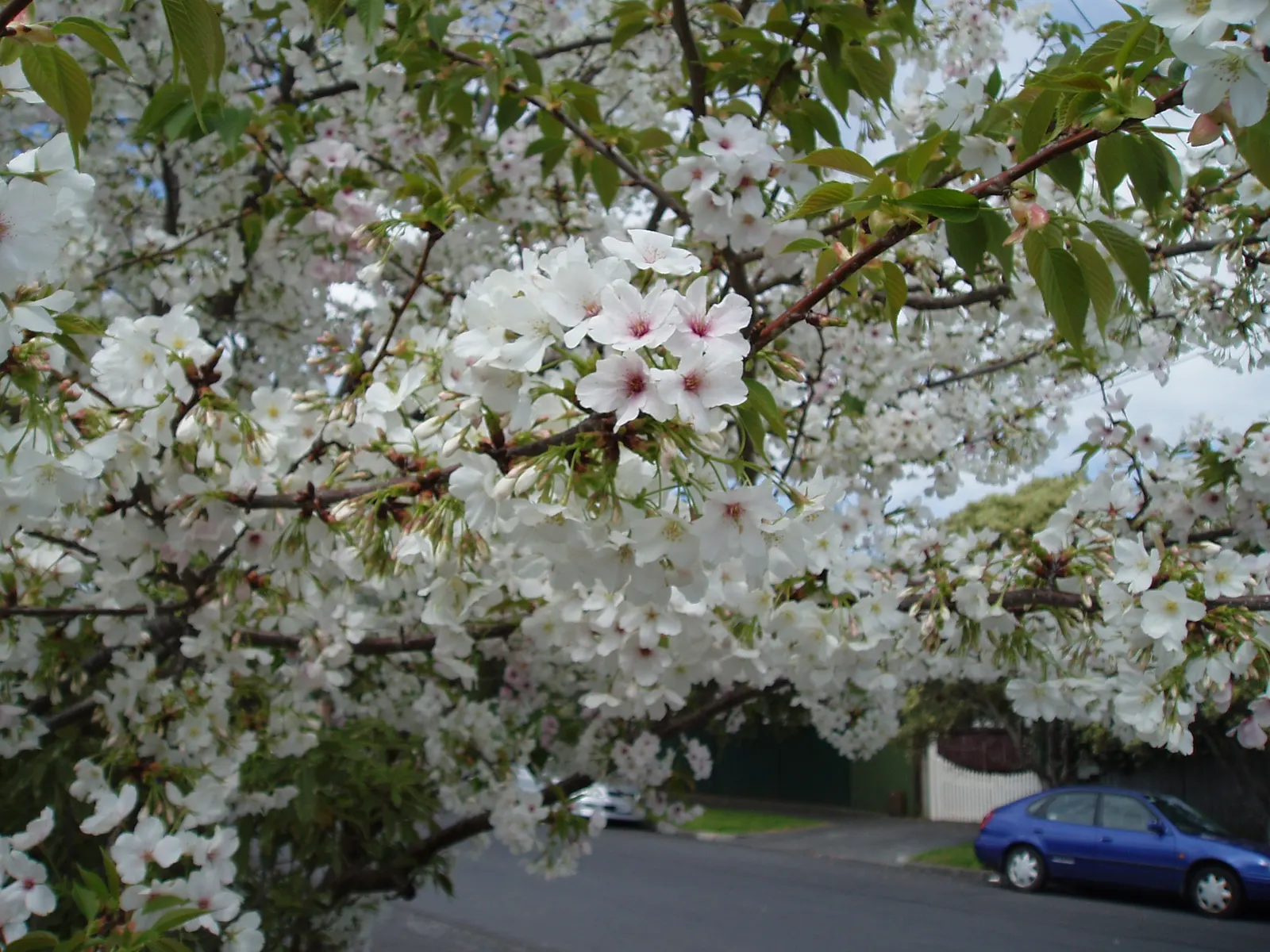 Japanese Flowering Cherry (Prunus Serrulata) — vase-like silhouette that complements a variety of garden themes.<br><br>The leaves of P; offer this, image 58