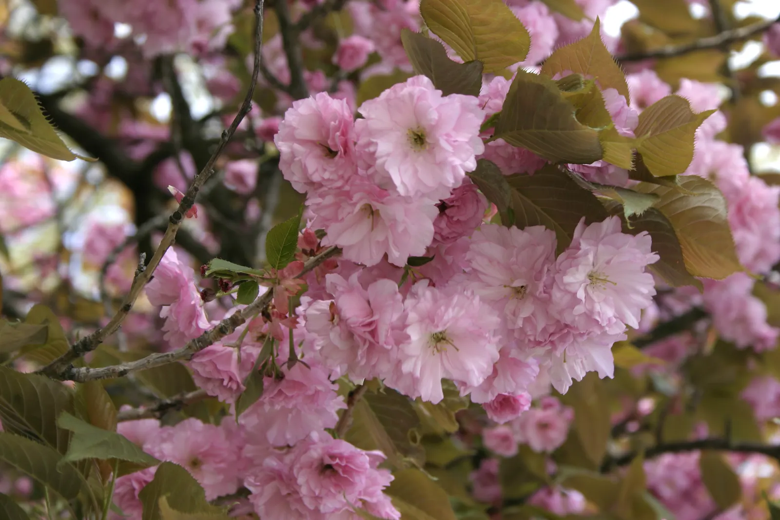Japanese Flowering Cherry (Prunus Serrulata) — is an exceptionally beautiful deciduous tree that will serve as a focal point in any landscape, image 127
