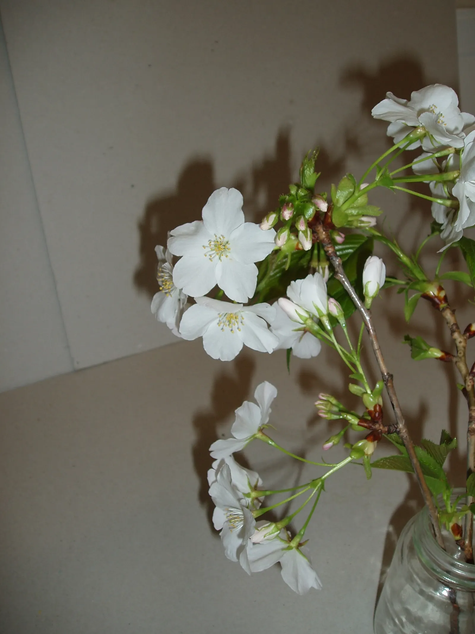 Japanese Flowering Cherry (Prunus Serrulata) — Ideal for accent or specimen planting, adding a burst of color and elegance to any landscape design