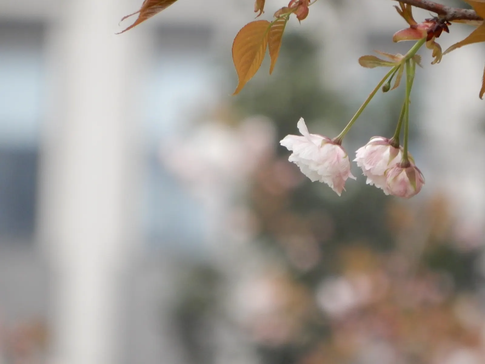 Japanese Flowering Cherry (Prunus Serrulata) — this tree is adaptable but requires protection from harsh conditions; and ensure to highlight its, image 113