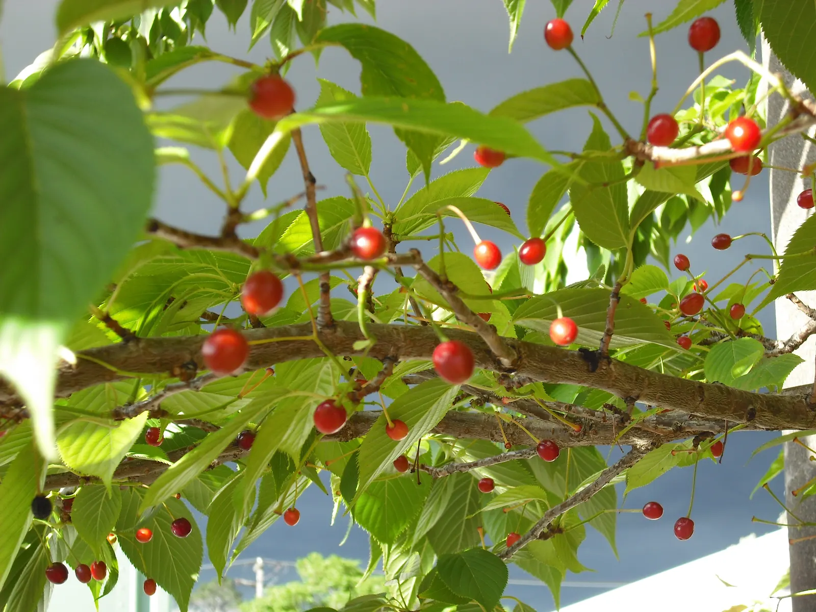 Japanese Flowering Cherry (Prunus Serrulata) — The typical specimen reaches a height of 15 to 25 feet with a canopy spread of 15 to 20 feet, image 129