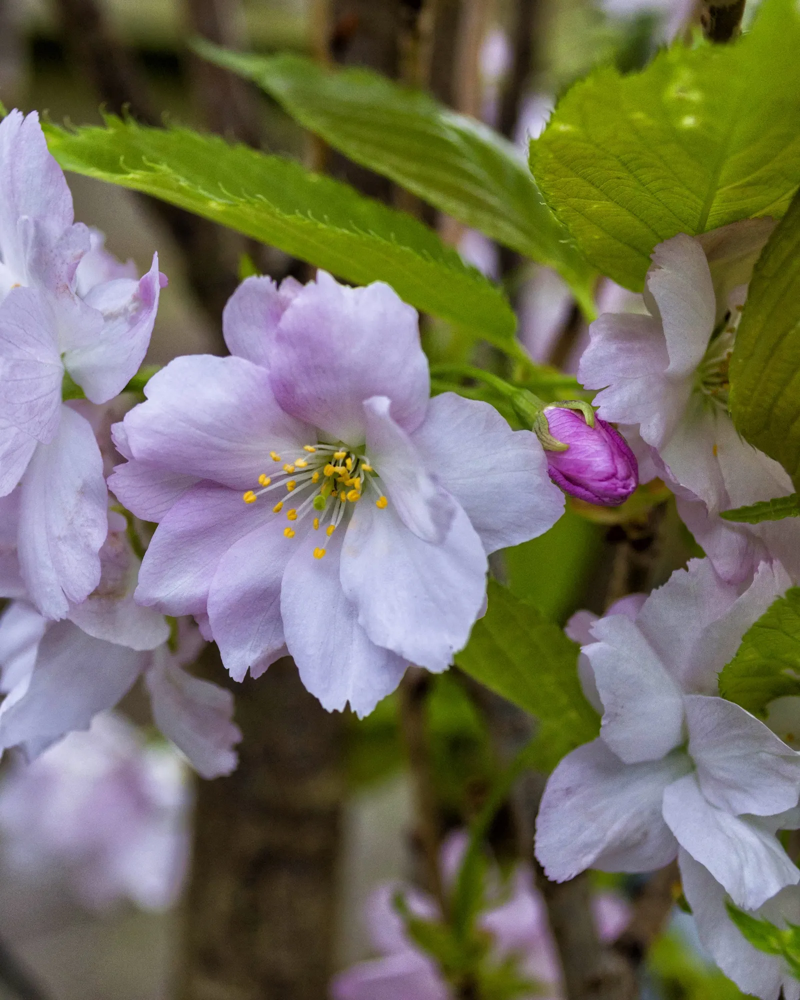 Japanese Flowering Cherry (Prunus Serrulata) — emerging bronze-toned and maturing to a mid-green in summer before turning to vibrant hues of yellow