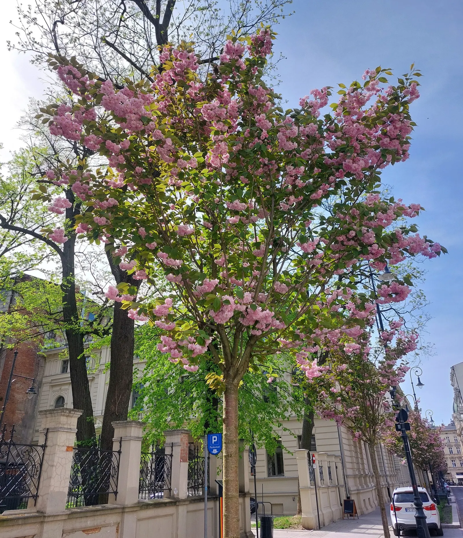 Japanese Flowering Cherry (Prunus Serrulata) — and ensure to highlight its ephemeral blooms; this tree is adaptable but requires protection from, image 92