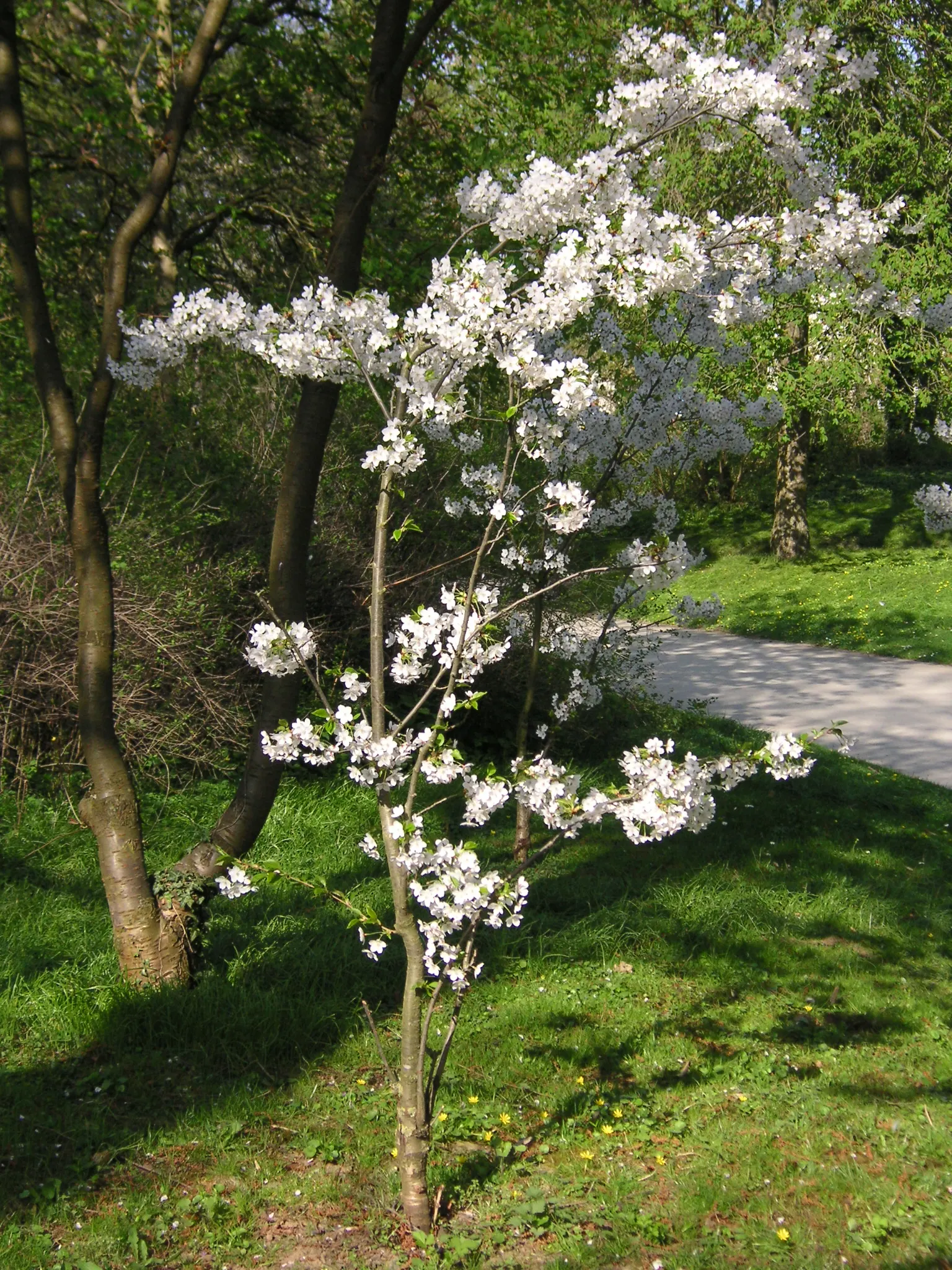 Japanese Flowering Cherry (Prunus Serrulata) — scientifically known as Prunus serrulata